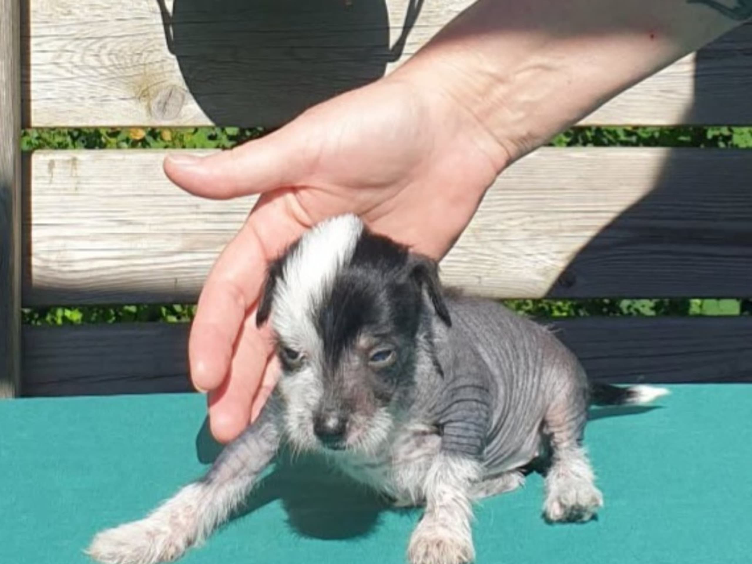 Chinese crested dog · Brålanda · Frenja