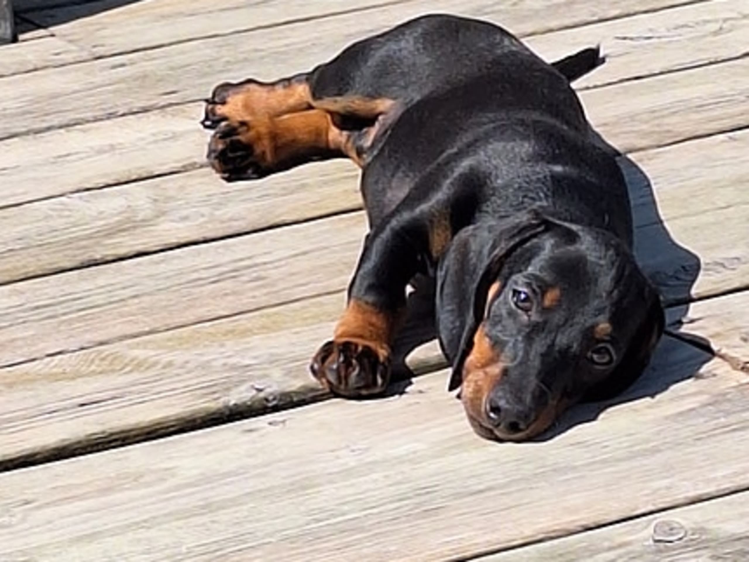 Dachshund · Helle · Rune Rasmussen