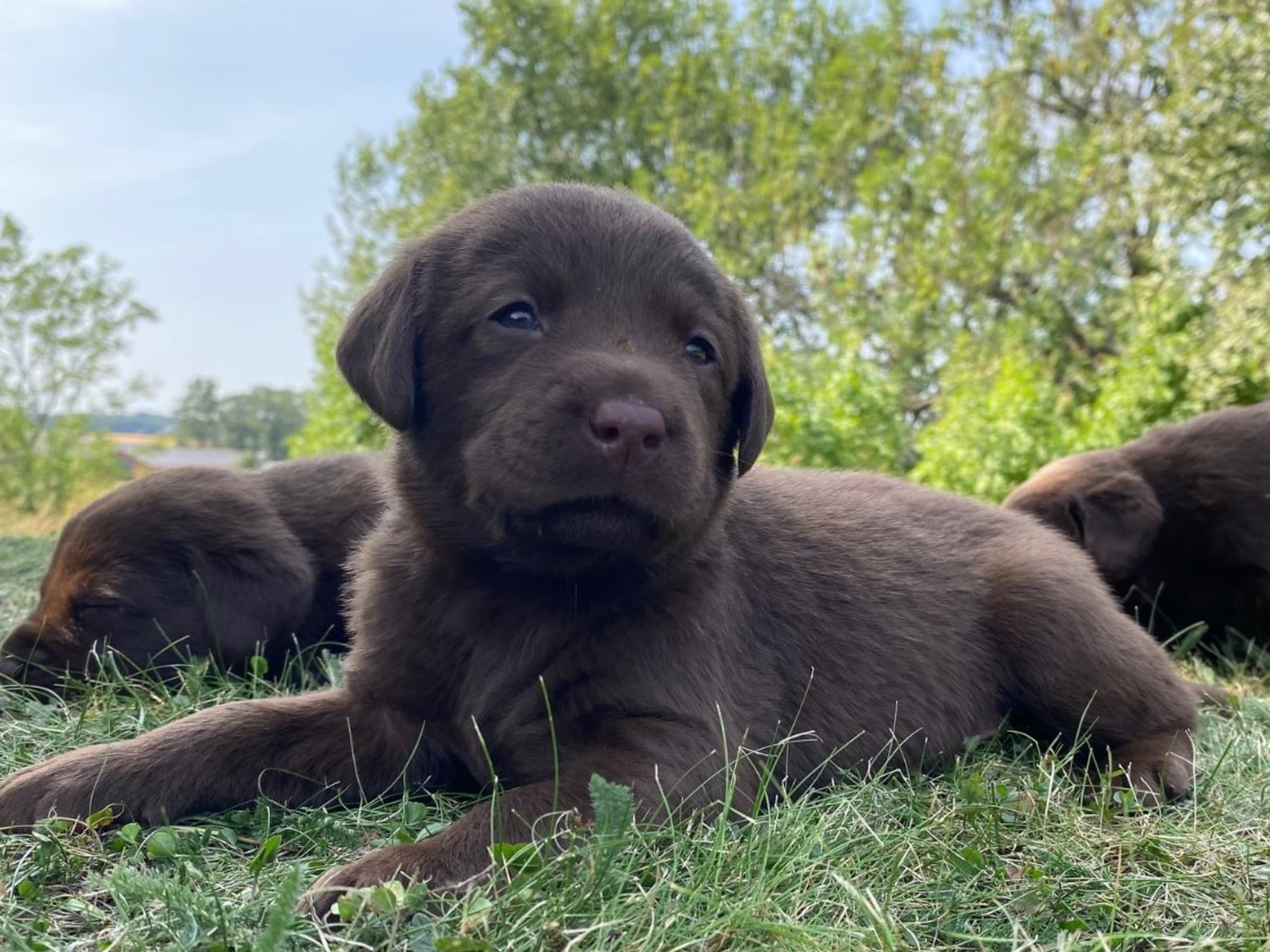 Labrador retriever · Örsundsbro · Storåns kennel