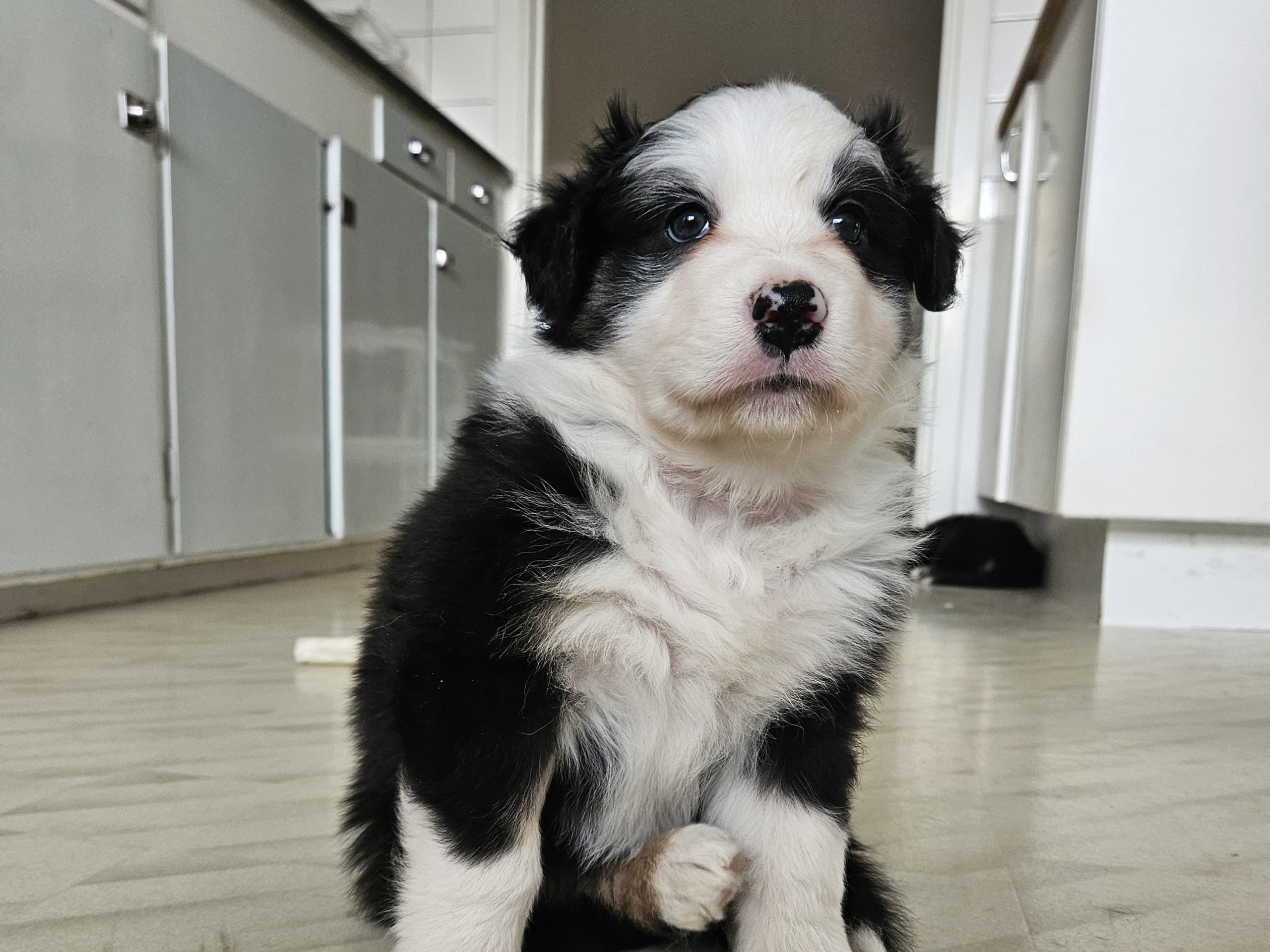 Australien shepherd/border collie · Rättvik · Gunilla G.