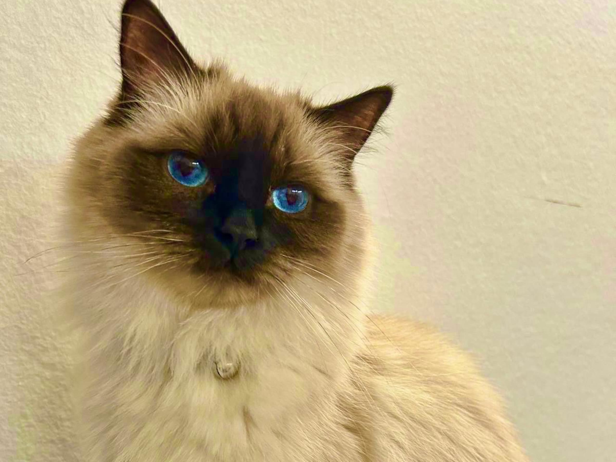 Ragdoll