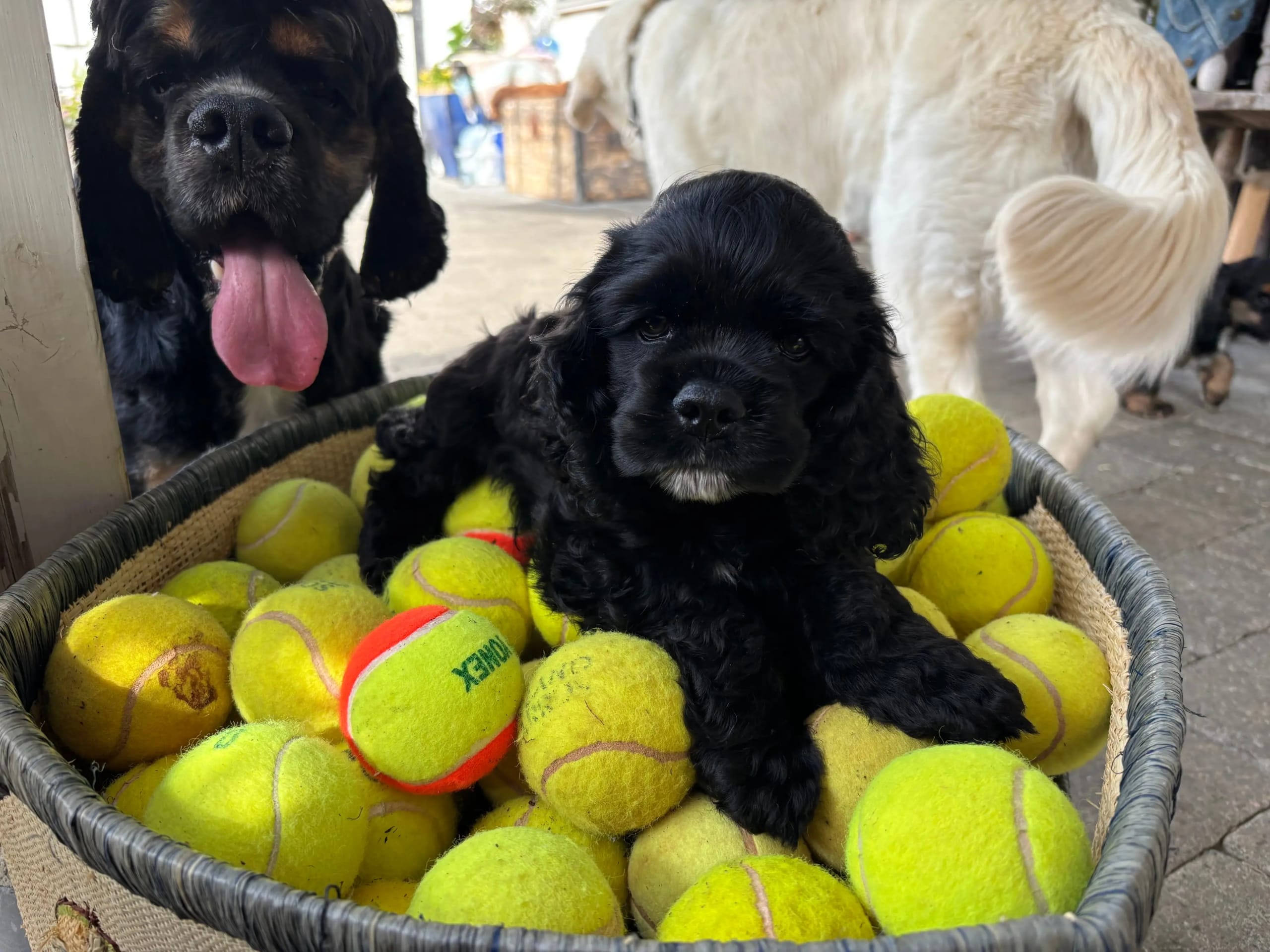 Amerikansk cocker spaniel · Auli · Sanichaya Sonsri