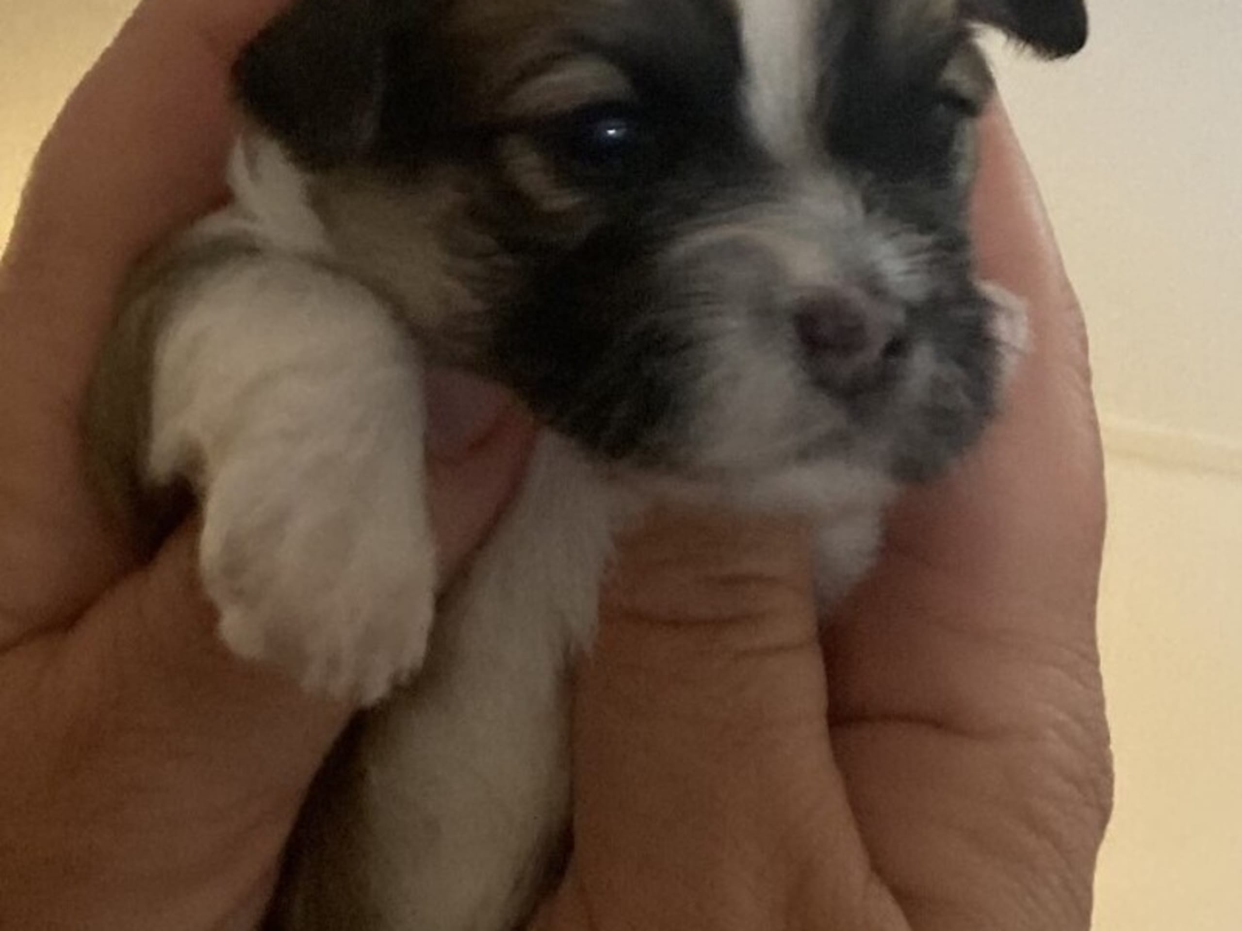 Bichon havanais · Tjele · Gaastedhøj