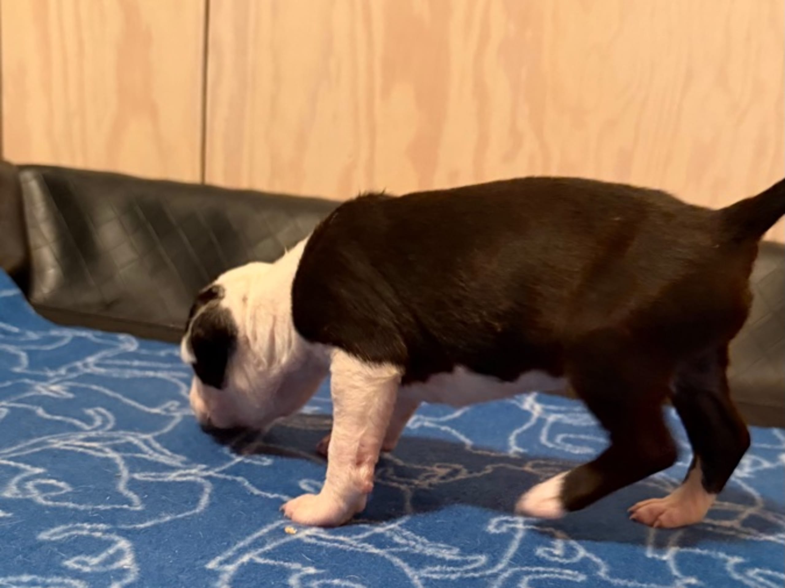Puppy: ARIEL