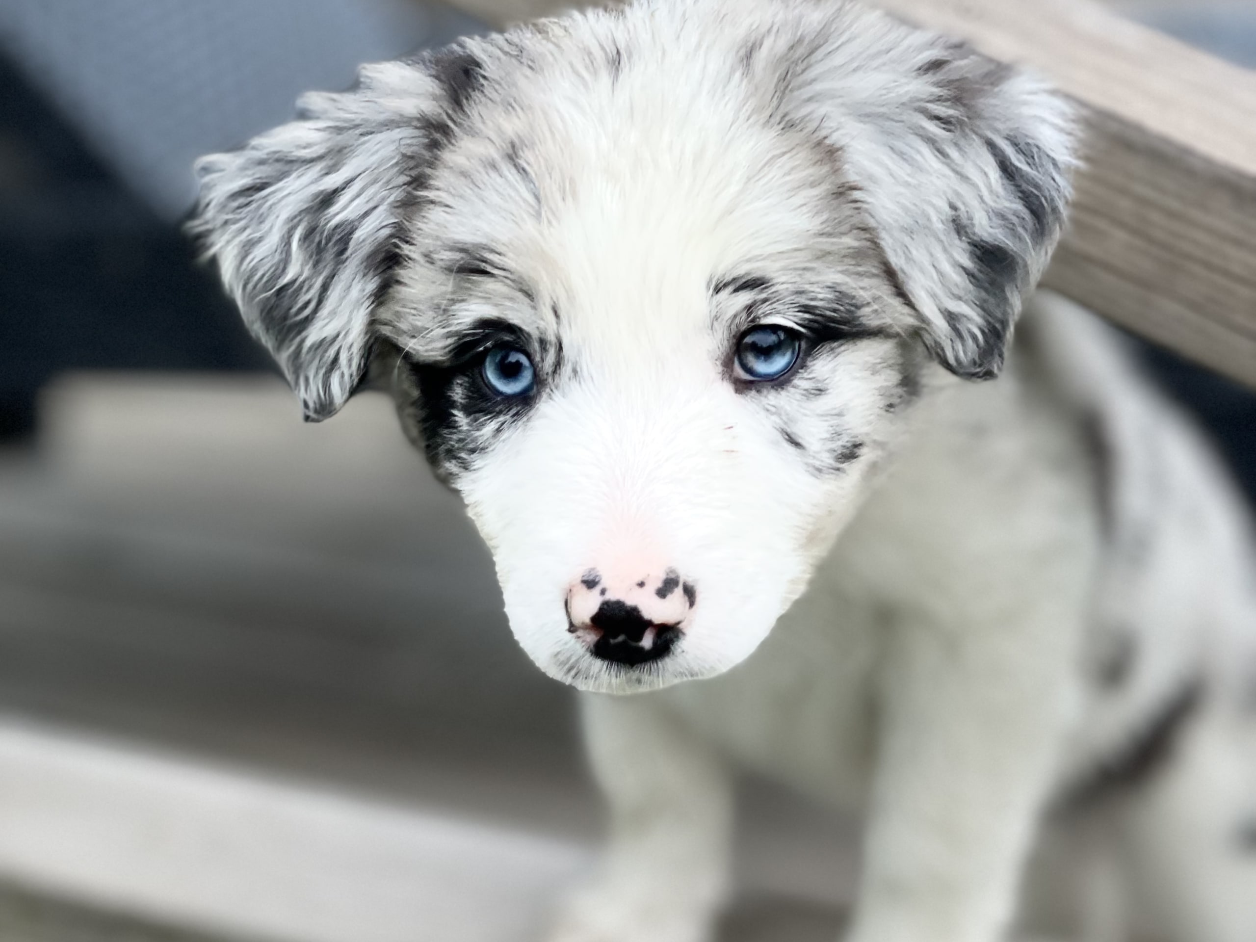 Puppy: Tik 1