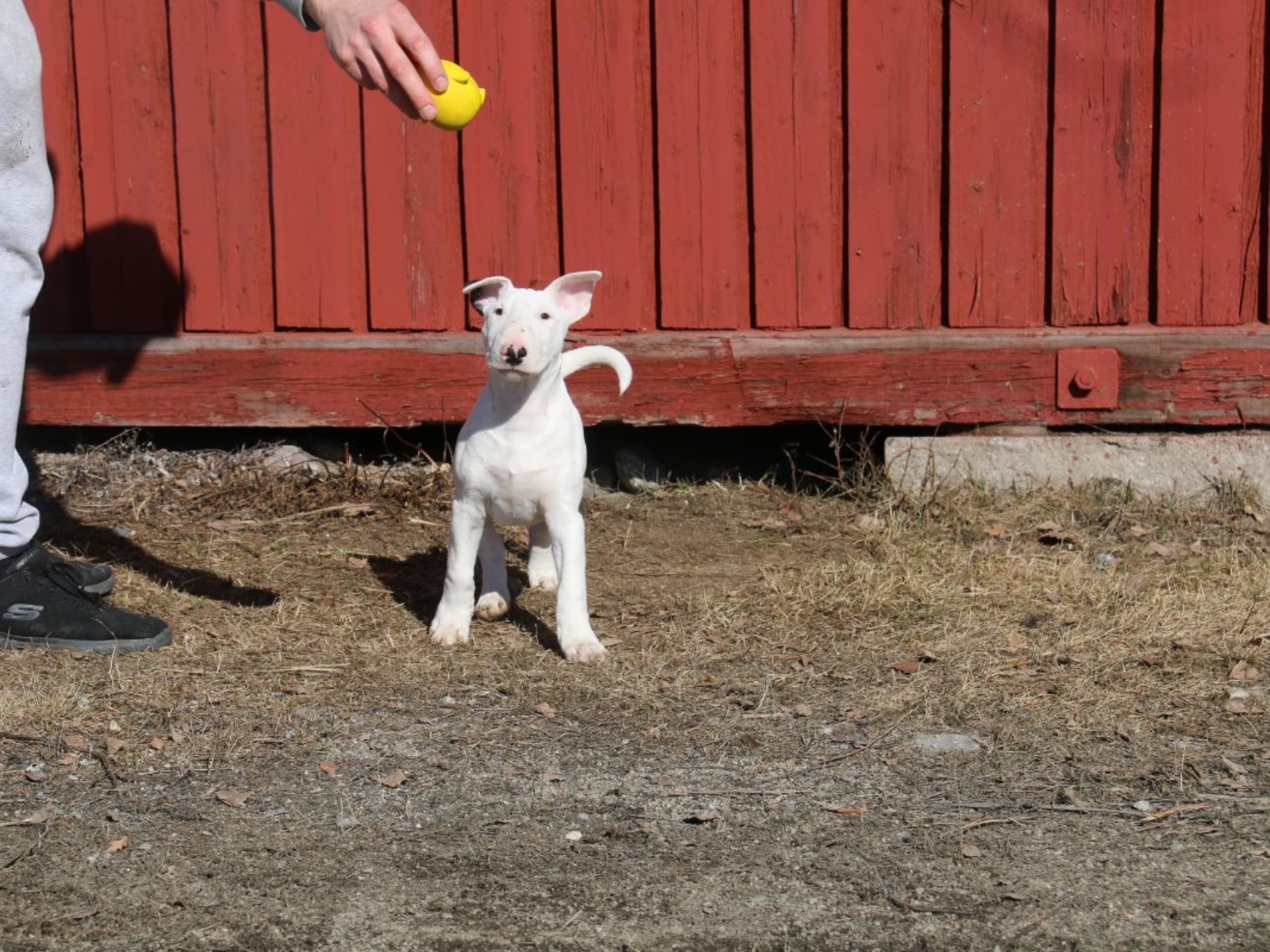 Puppy: WINGED WOMAN URCHIN