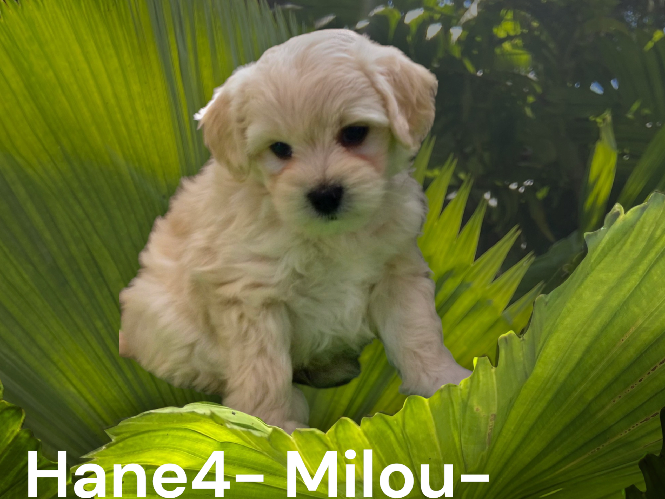valp: Milou
