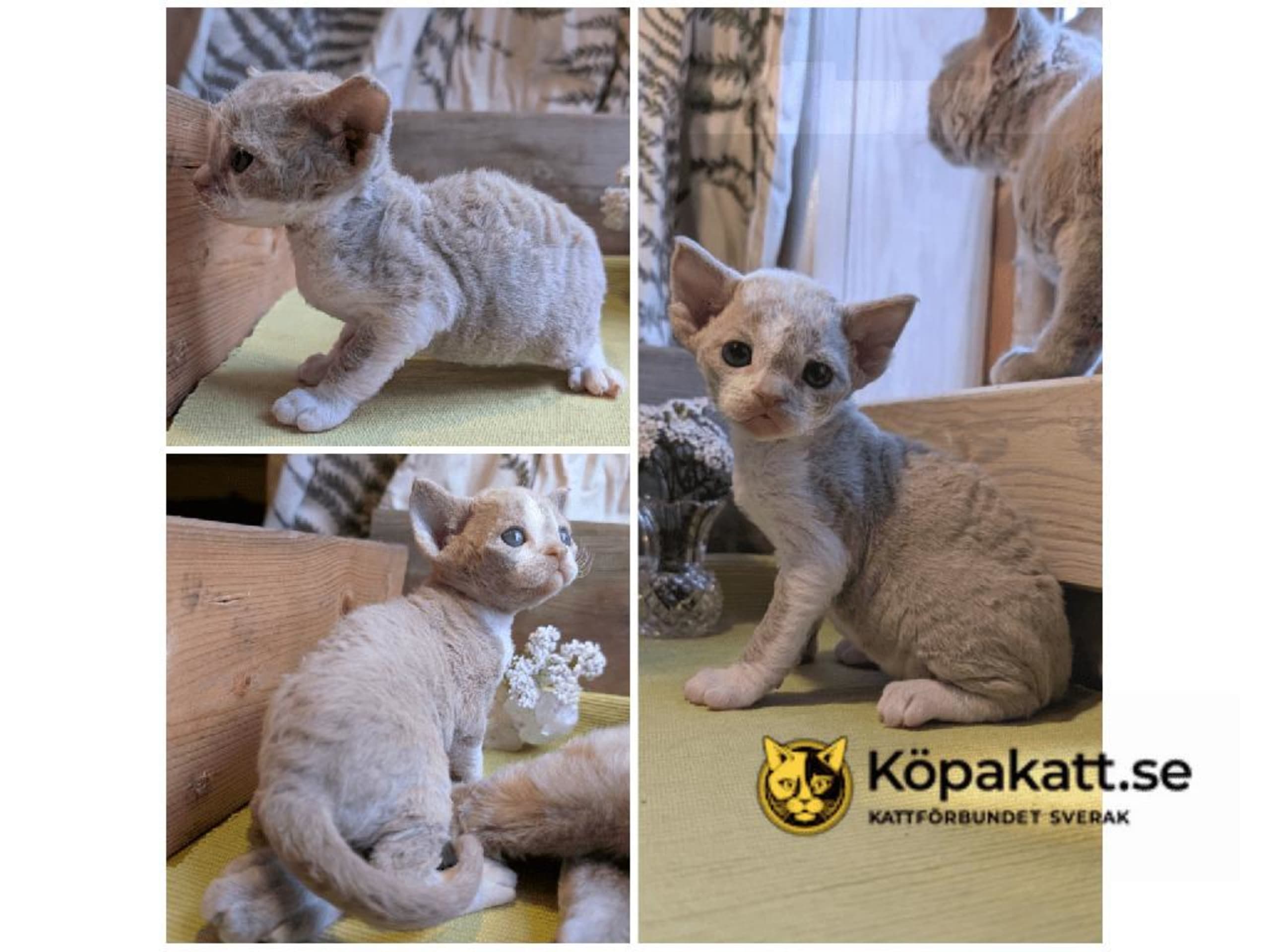 kitten: Achillea nobilis