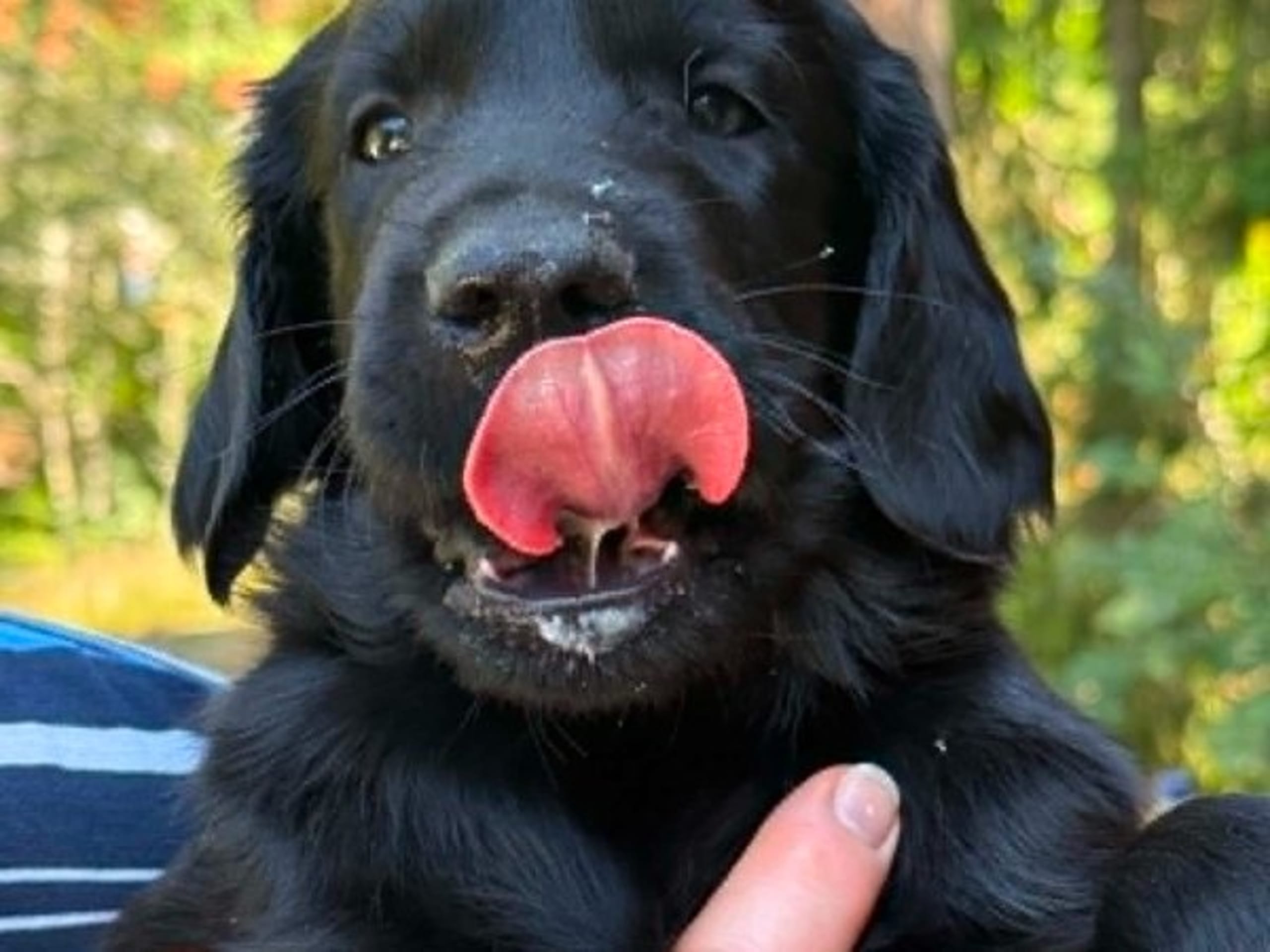 Puppy: ENGSBODA DREAM CATCHER