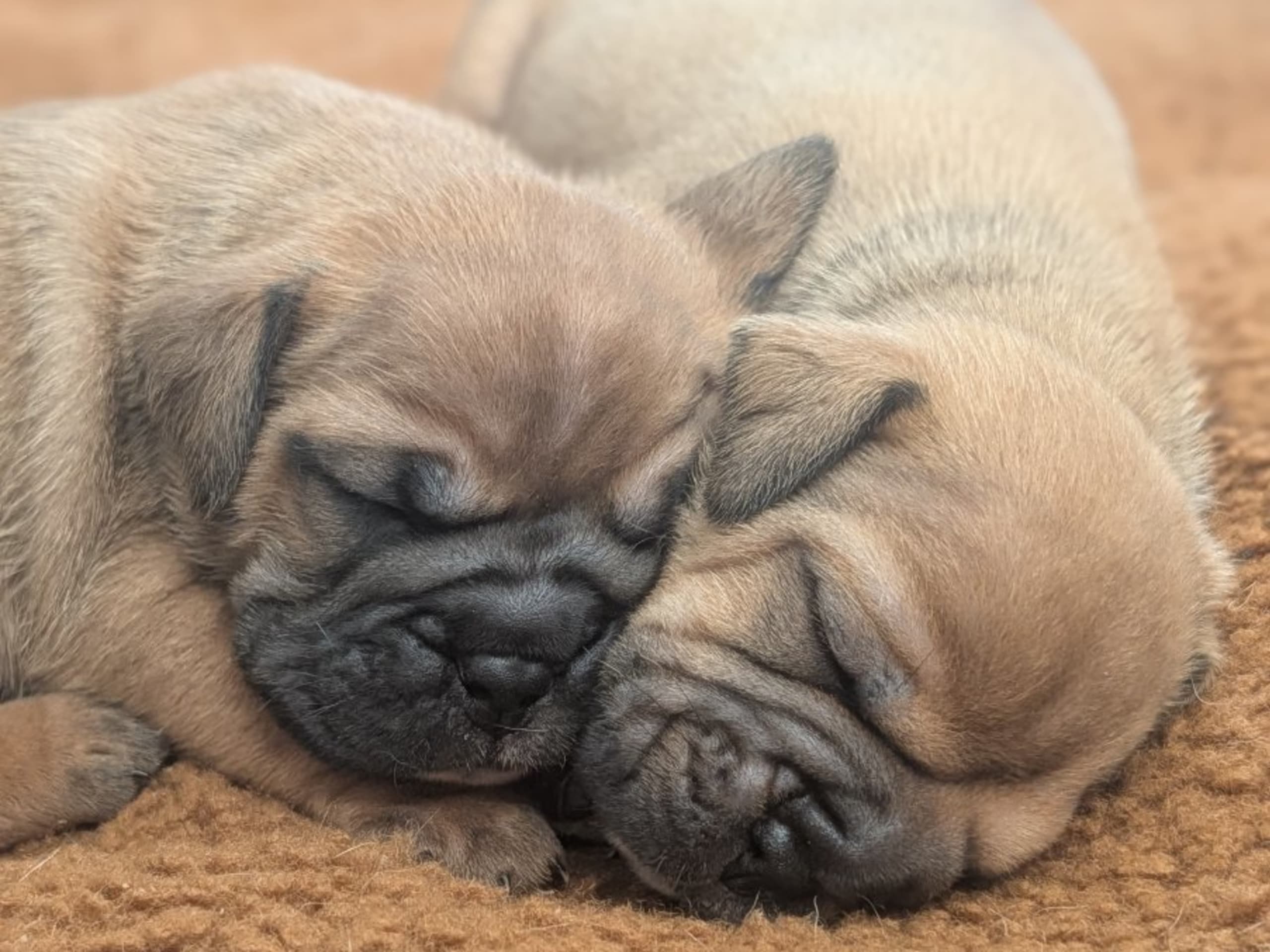 Puppy: BENNSTAFF LIMITED EDITION