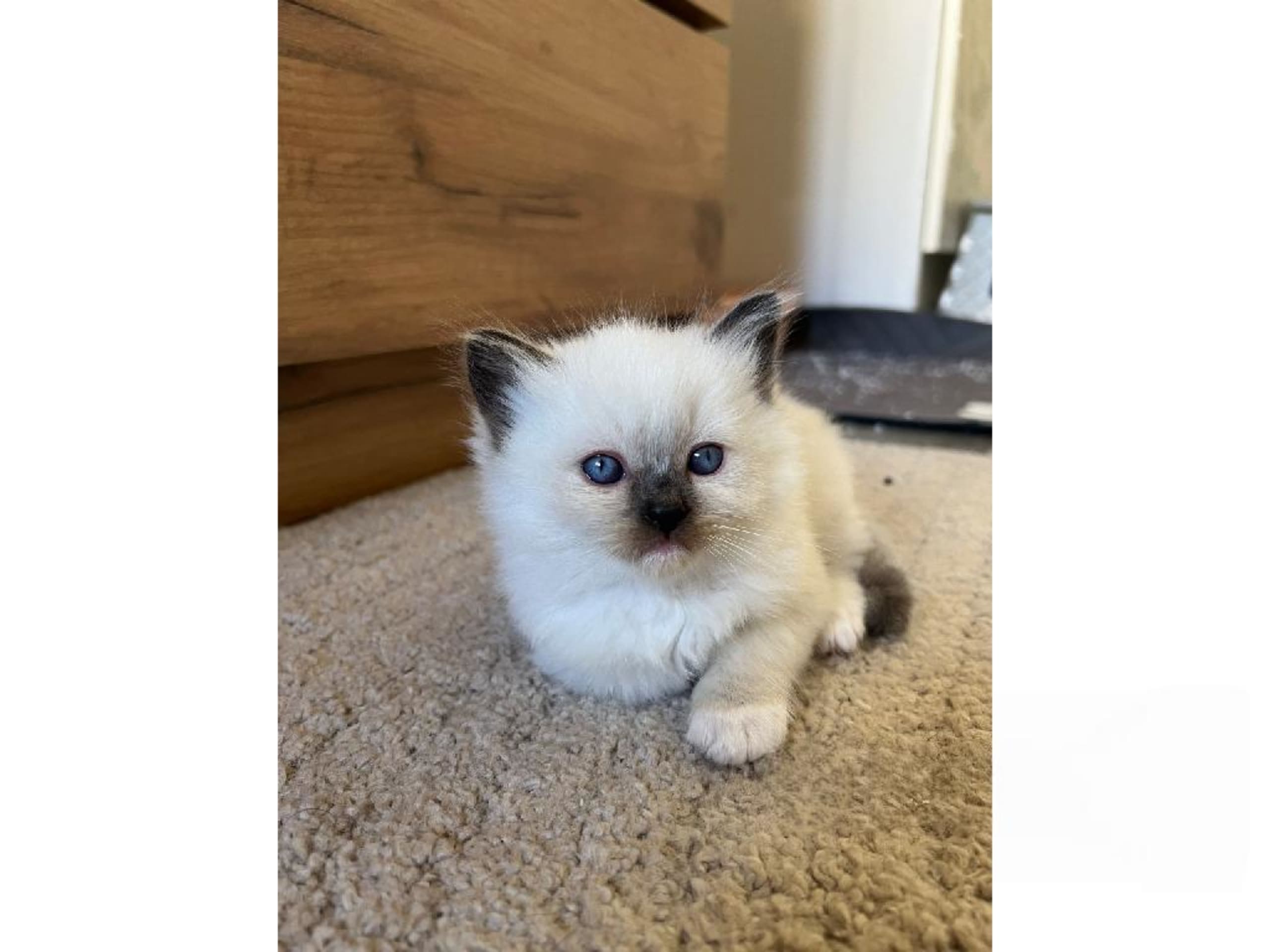 SE*Sapphire Blue Eyes