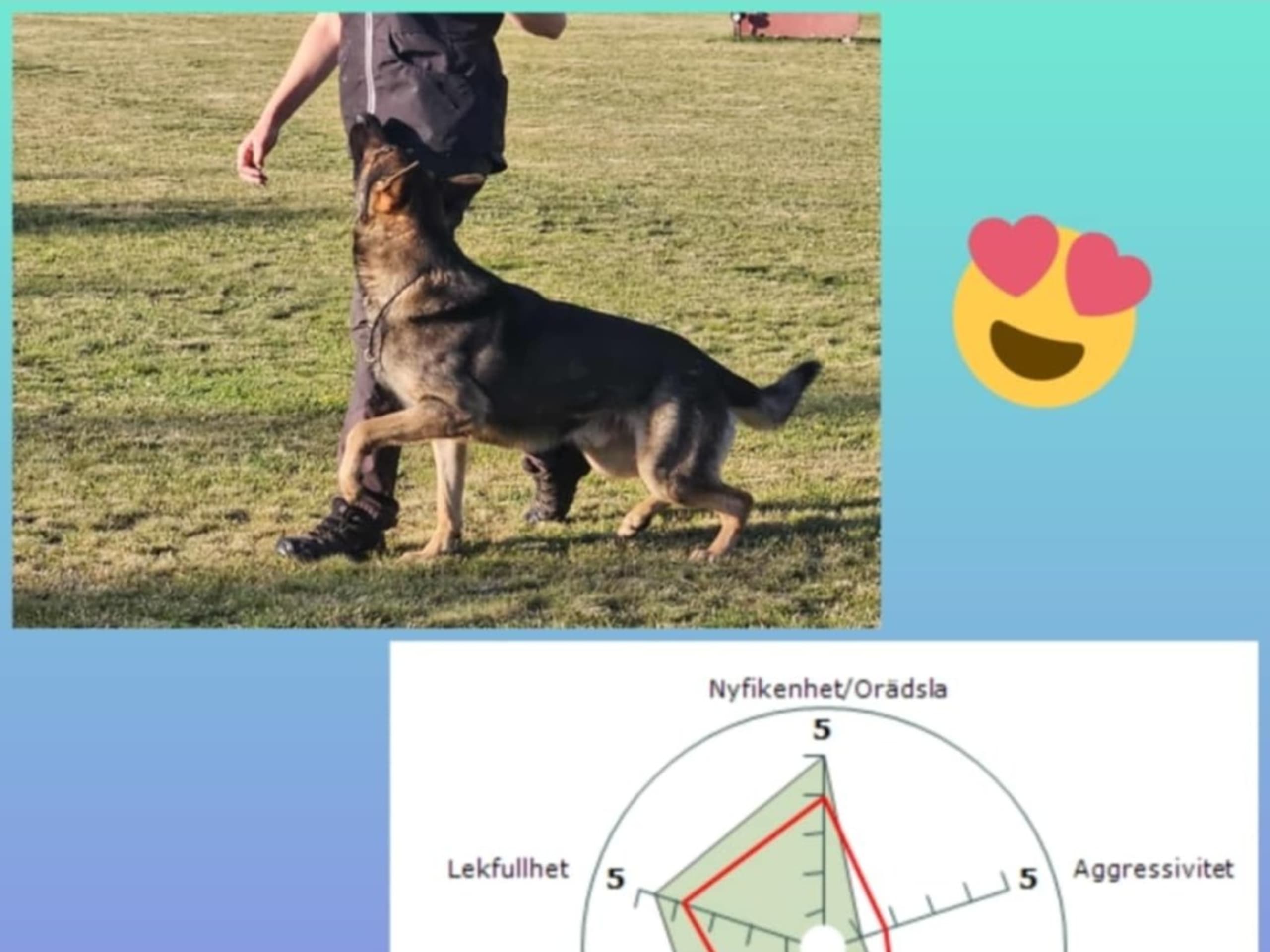 Hund: INCIDENTS ULV