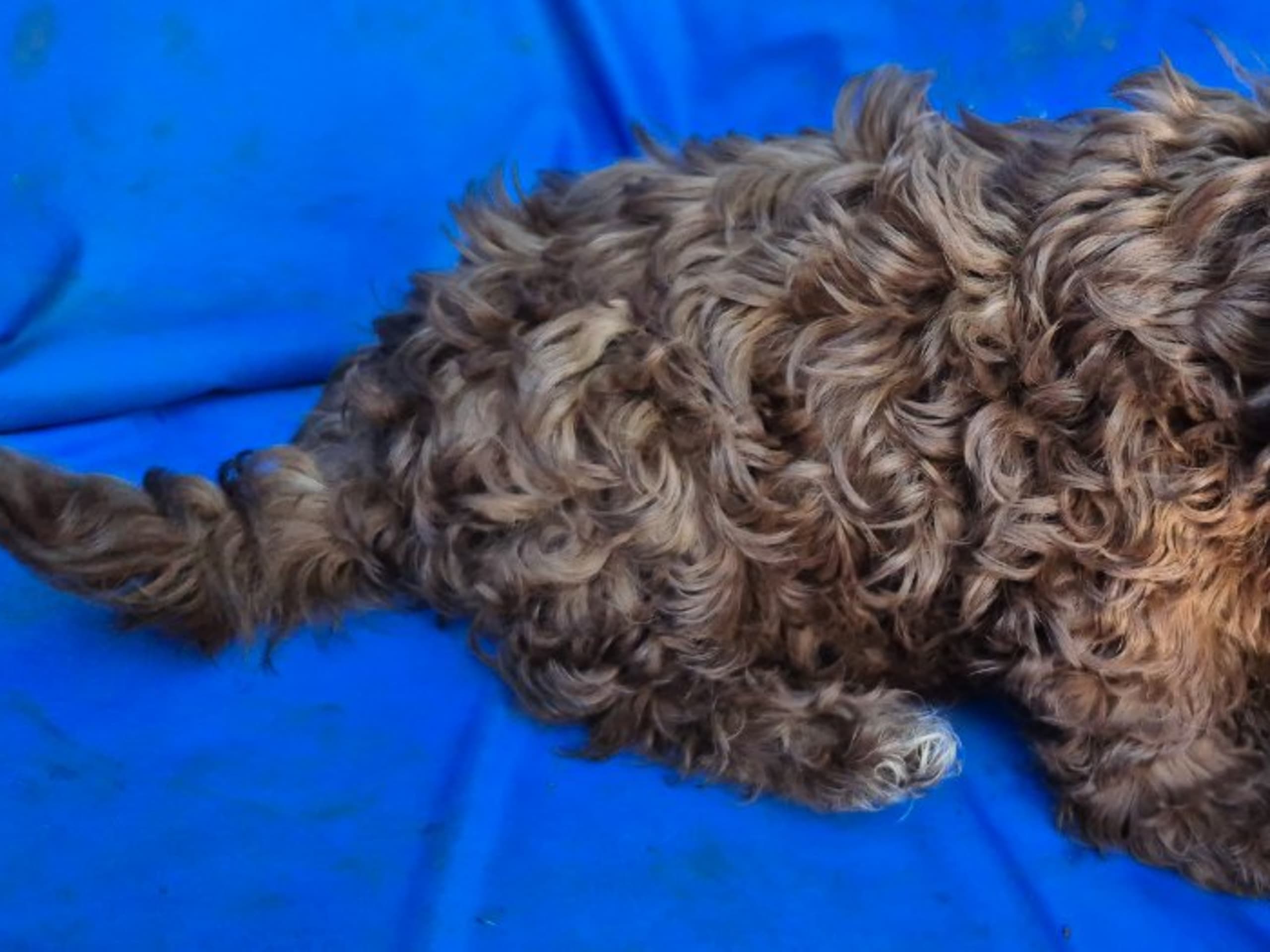 Puppy: ROYALE PYRENEES JEWEL LIKE JADE