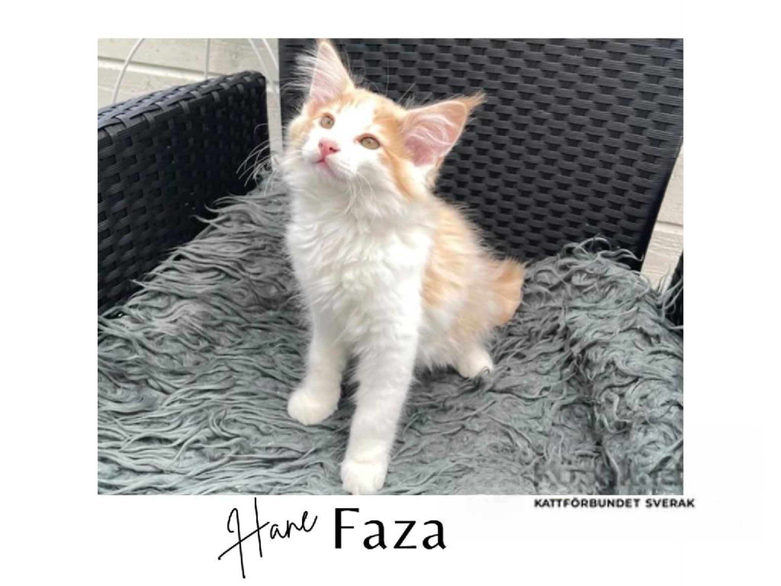Killing: Faza