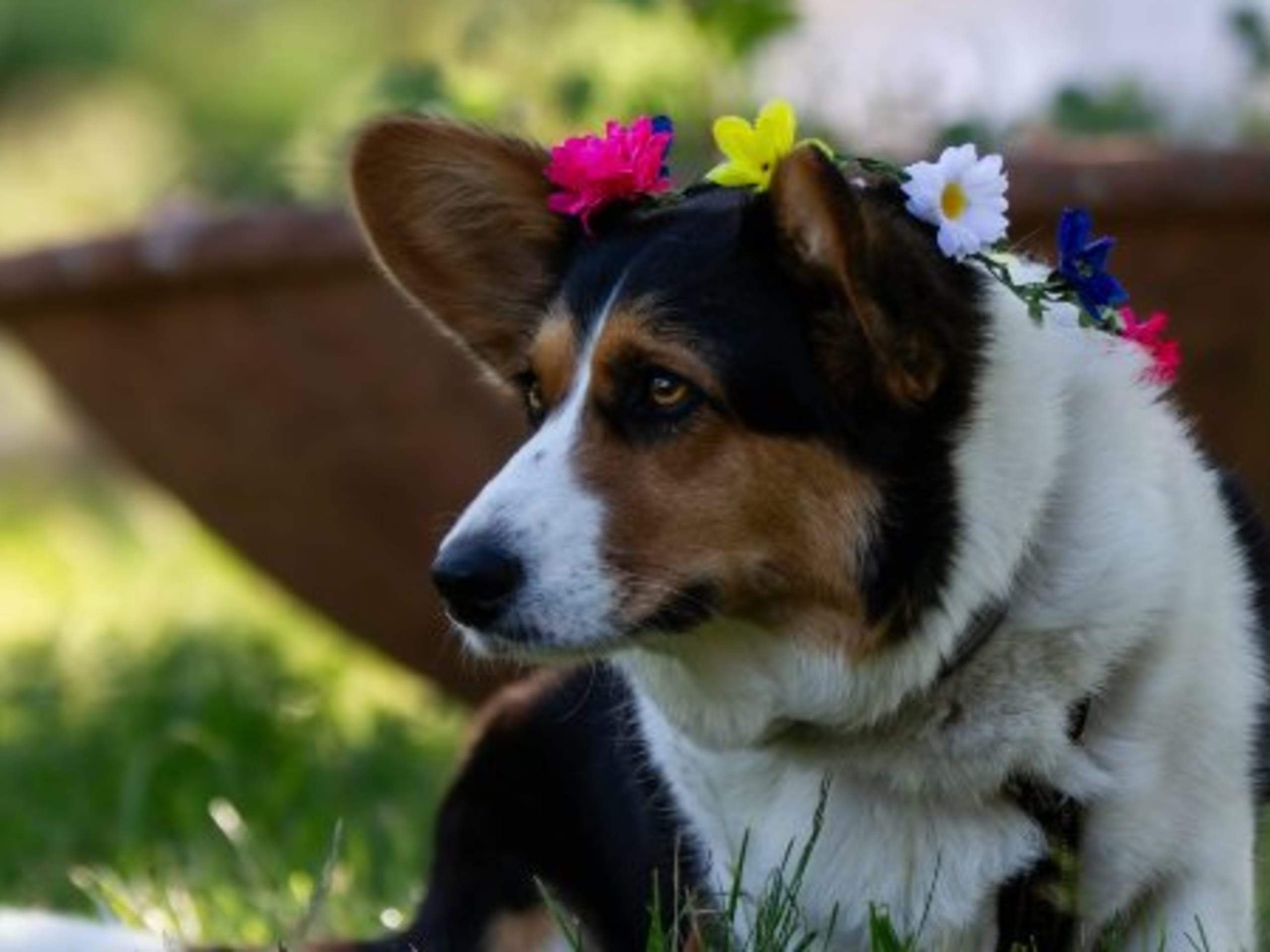 Mor: CHESTERVILLE BETSY