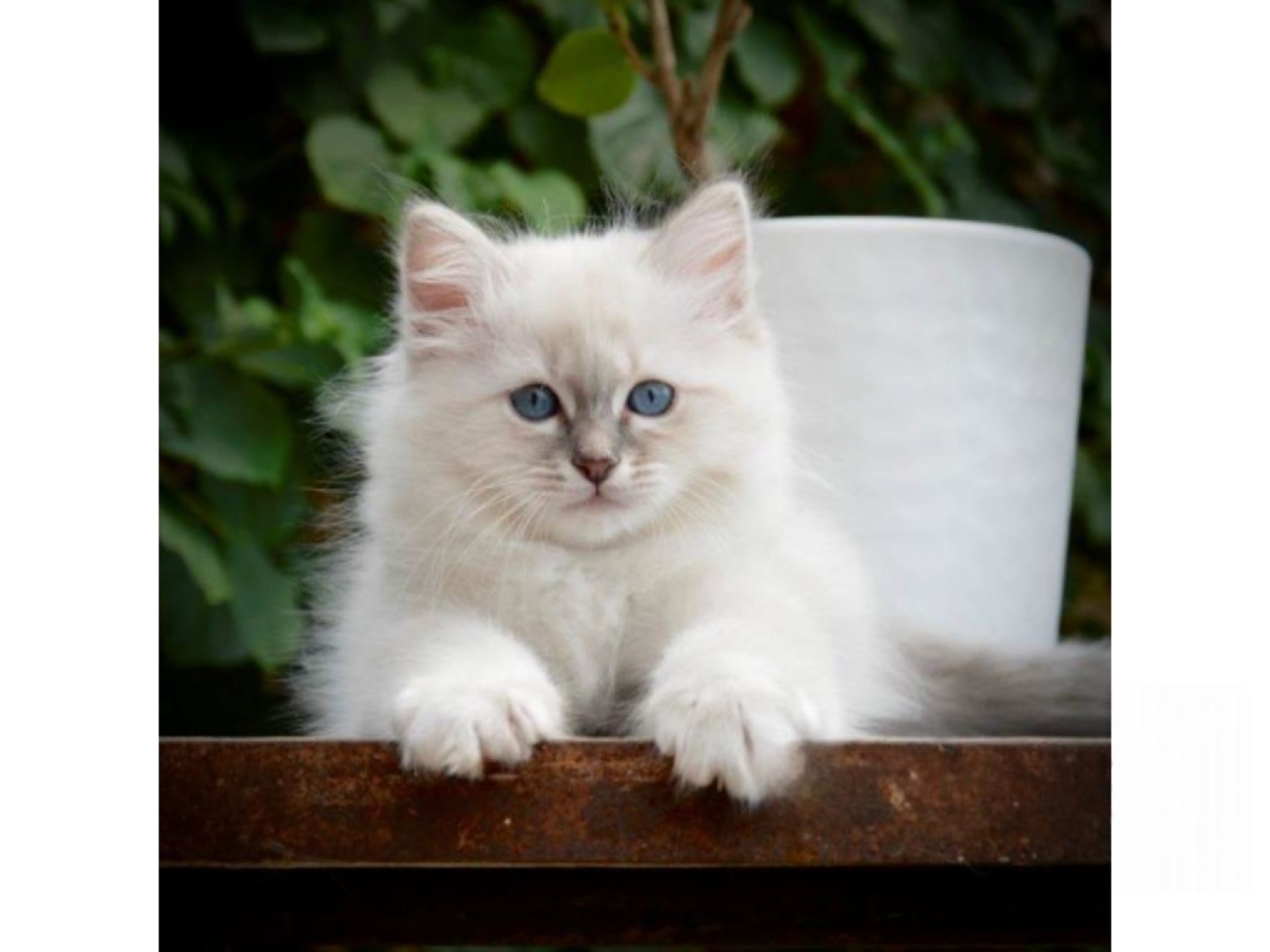 kitten: Truls