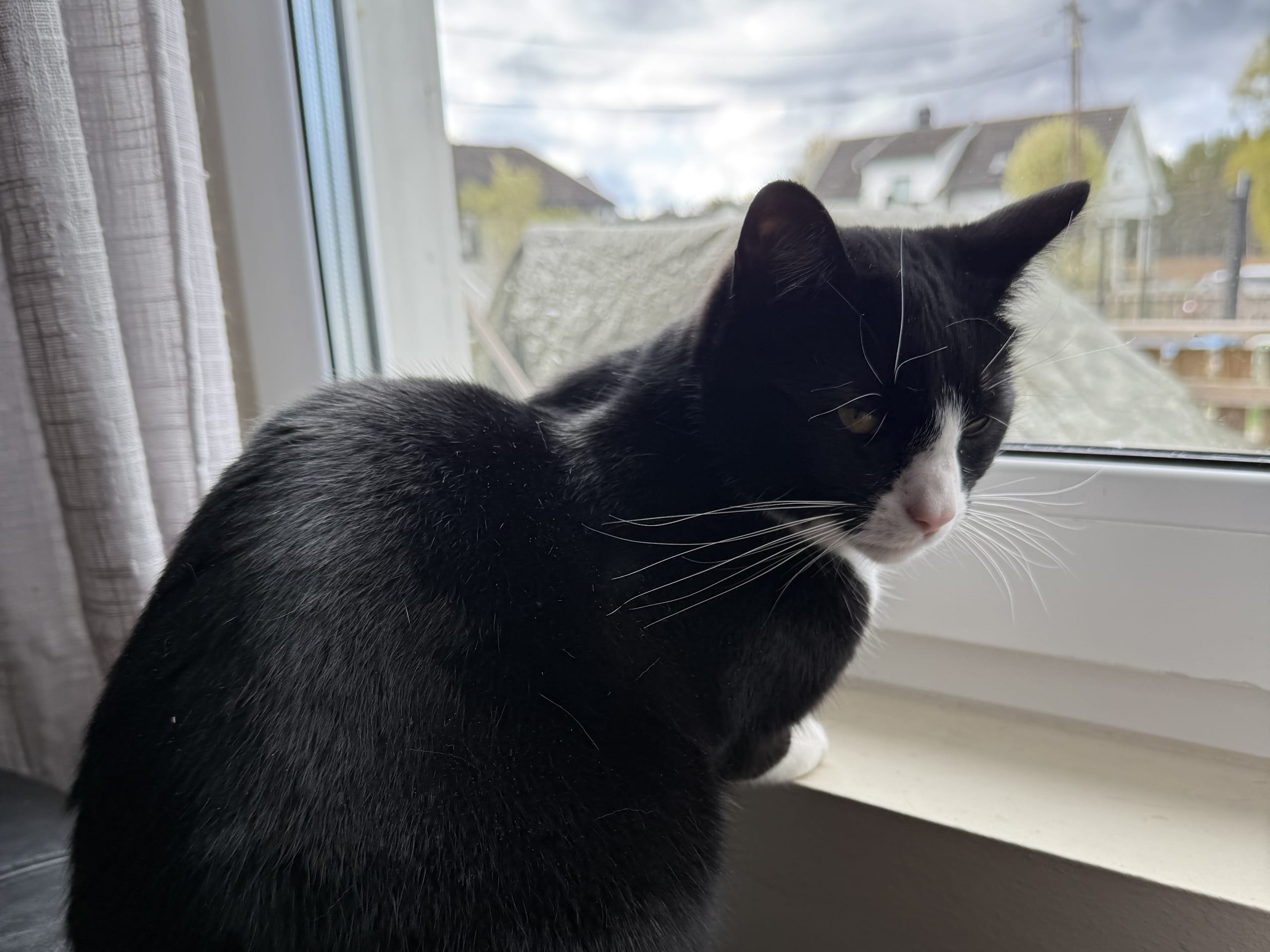 kattunge: Yuki