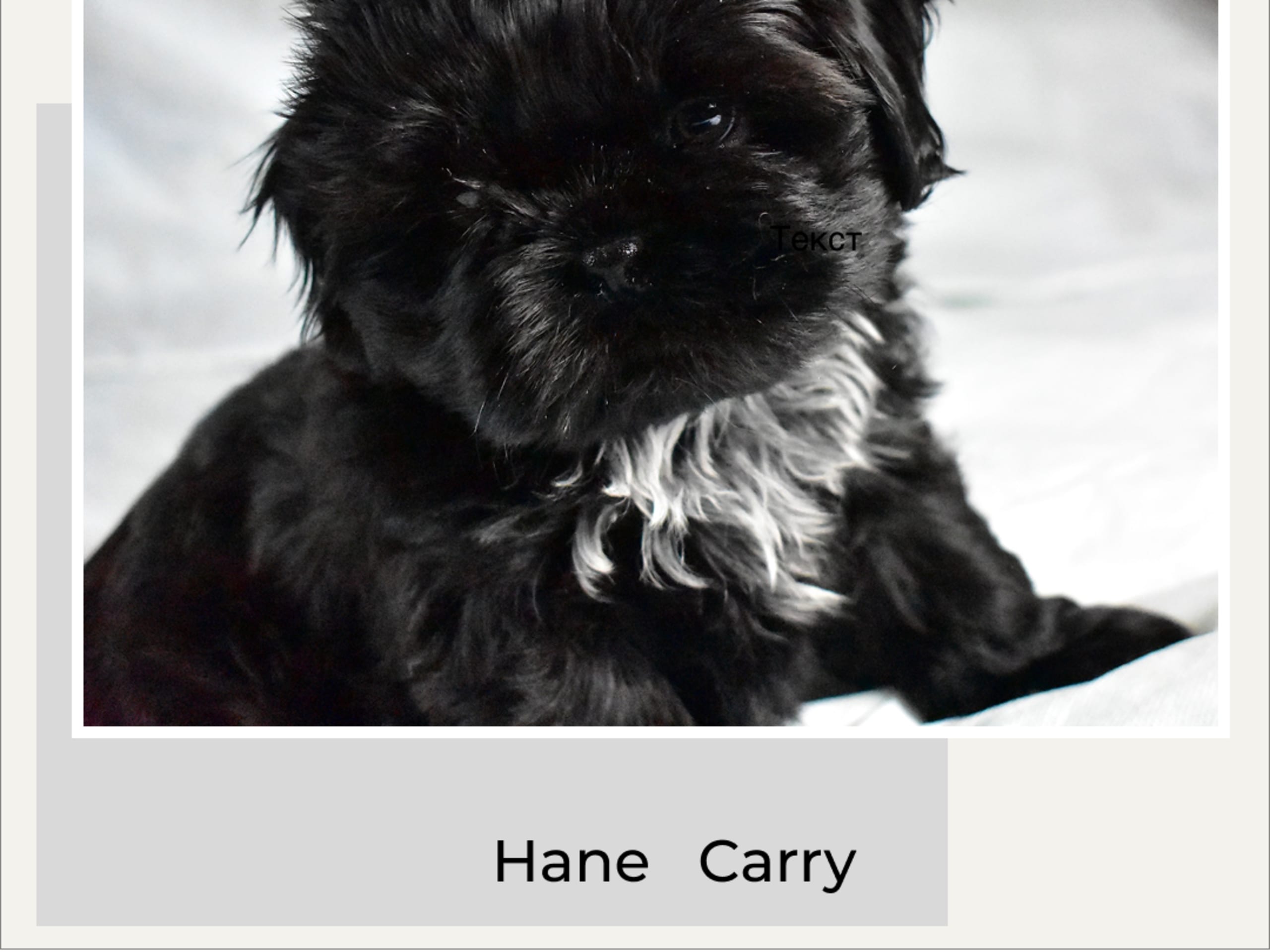 The merry shih-tzu family