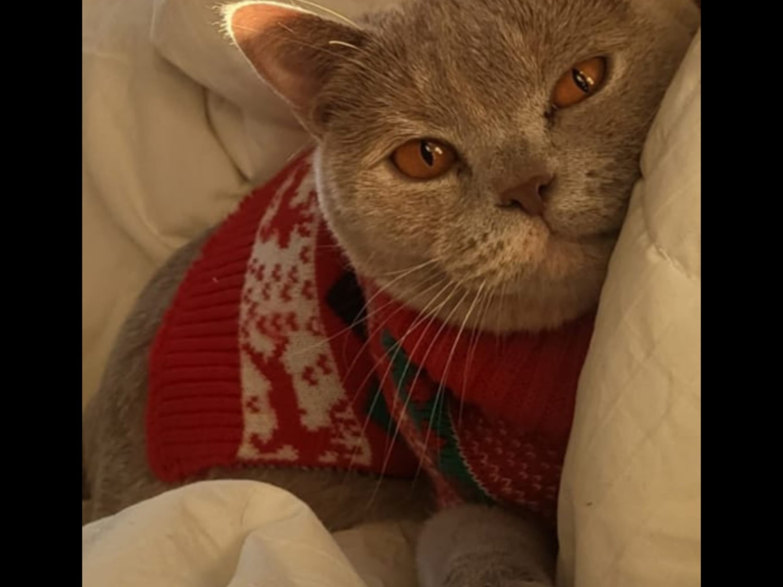 Lola