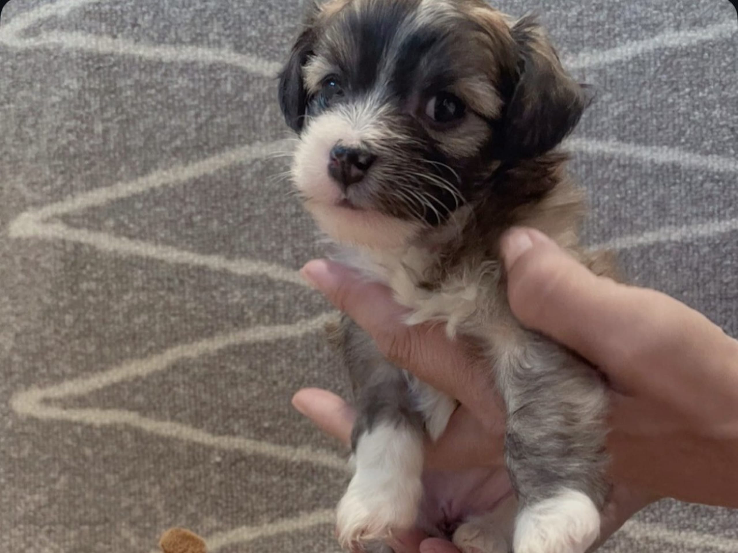 Puppy: ZPRÄTTENS ELLIE