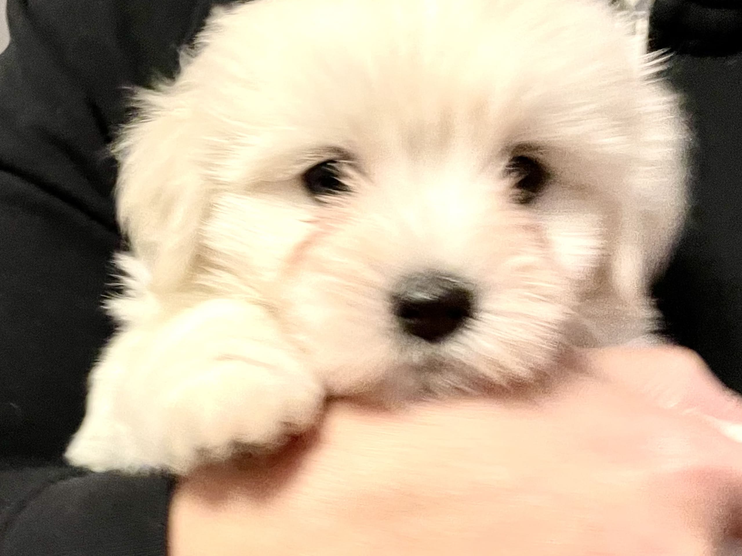 White Forest Kennel