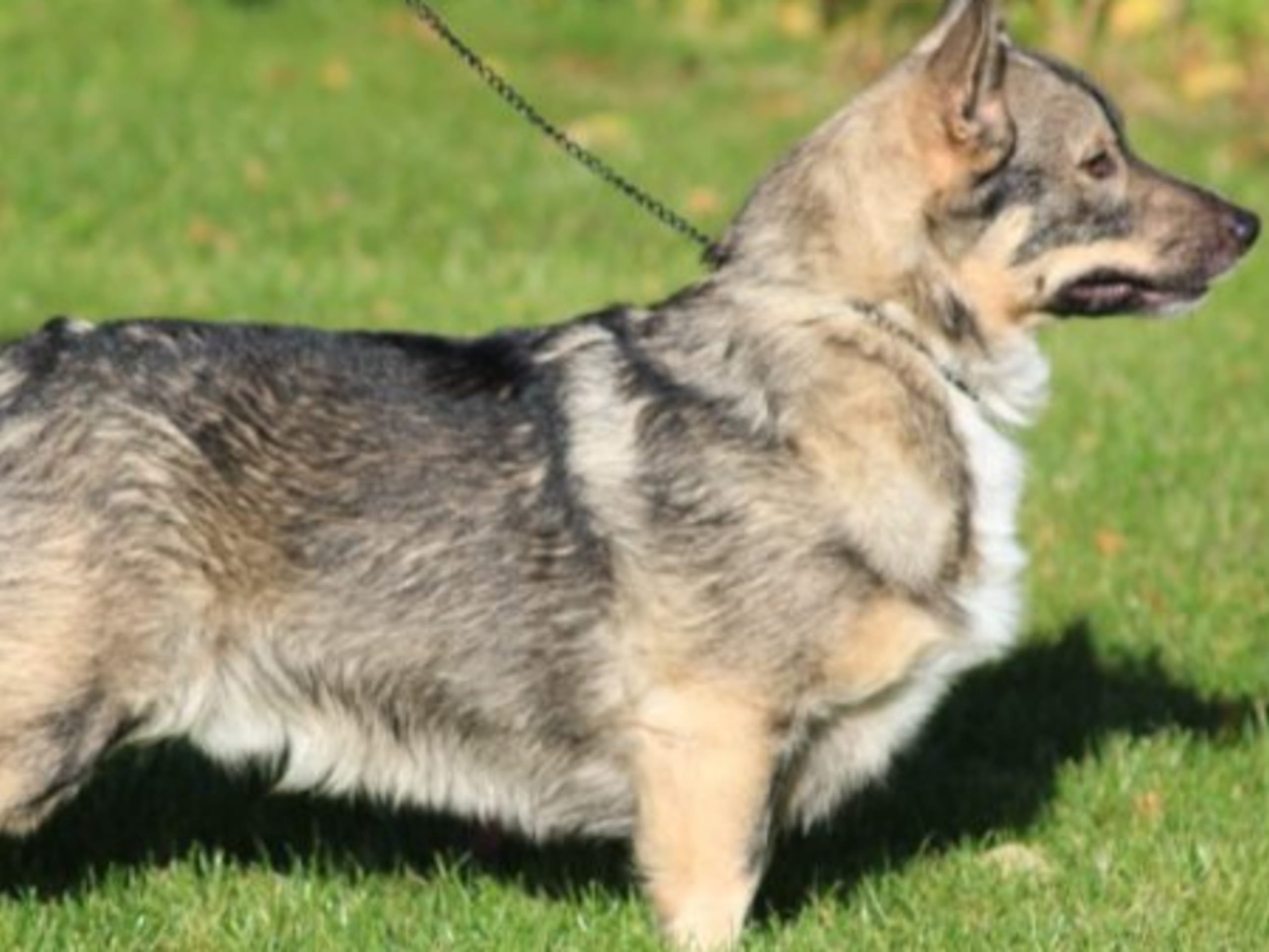 Father: SKÅNETORPETS LEON