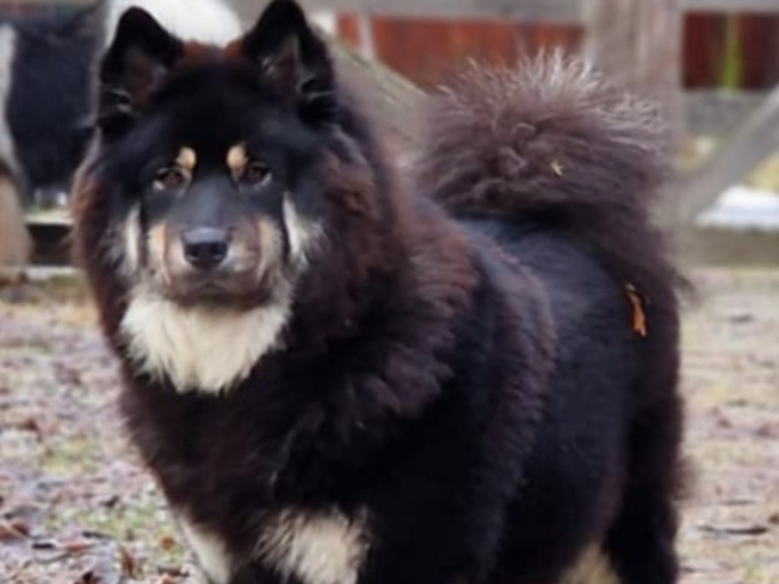 Love & Eurasier