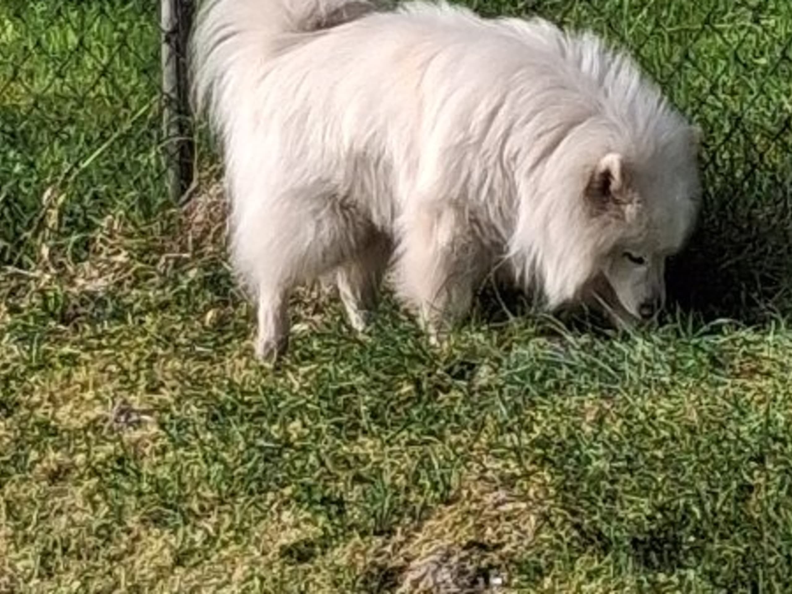 Father: ISUMI'S SHIRO ÄBISU KARA FUTZU