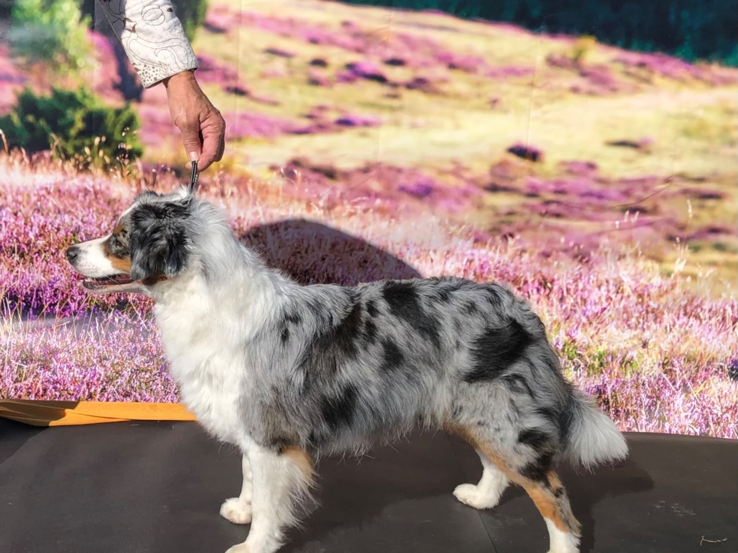 Puppy: SEMLANS BLUE WITH A CLOUD