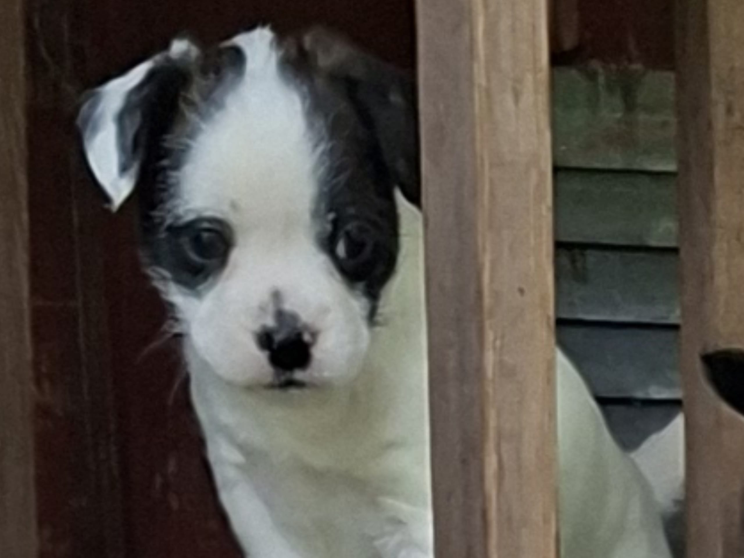 Puppy: Stina