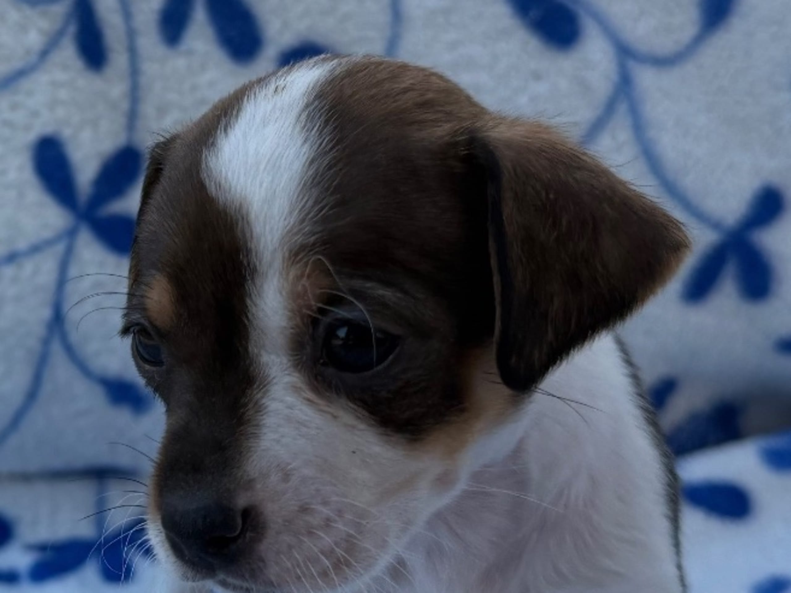 Puppy: SPARVÖGA'S CAYENNE PEPPER