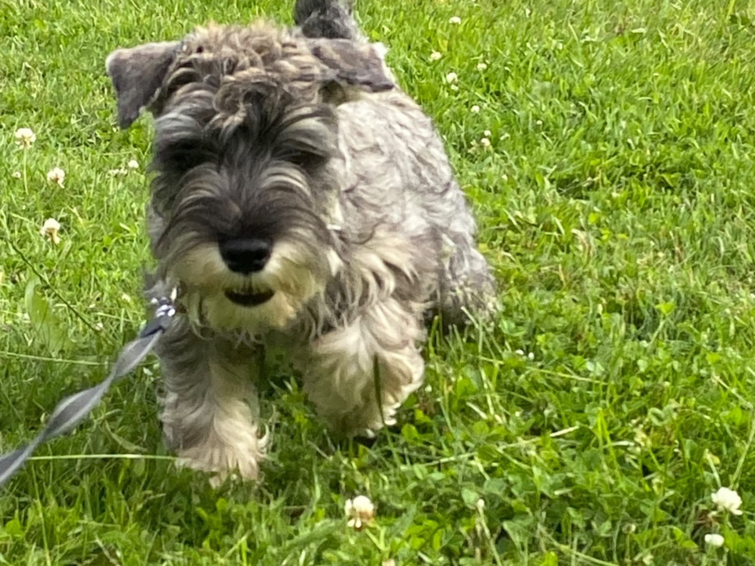 Puppy: ANHEMAS EMIRA