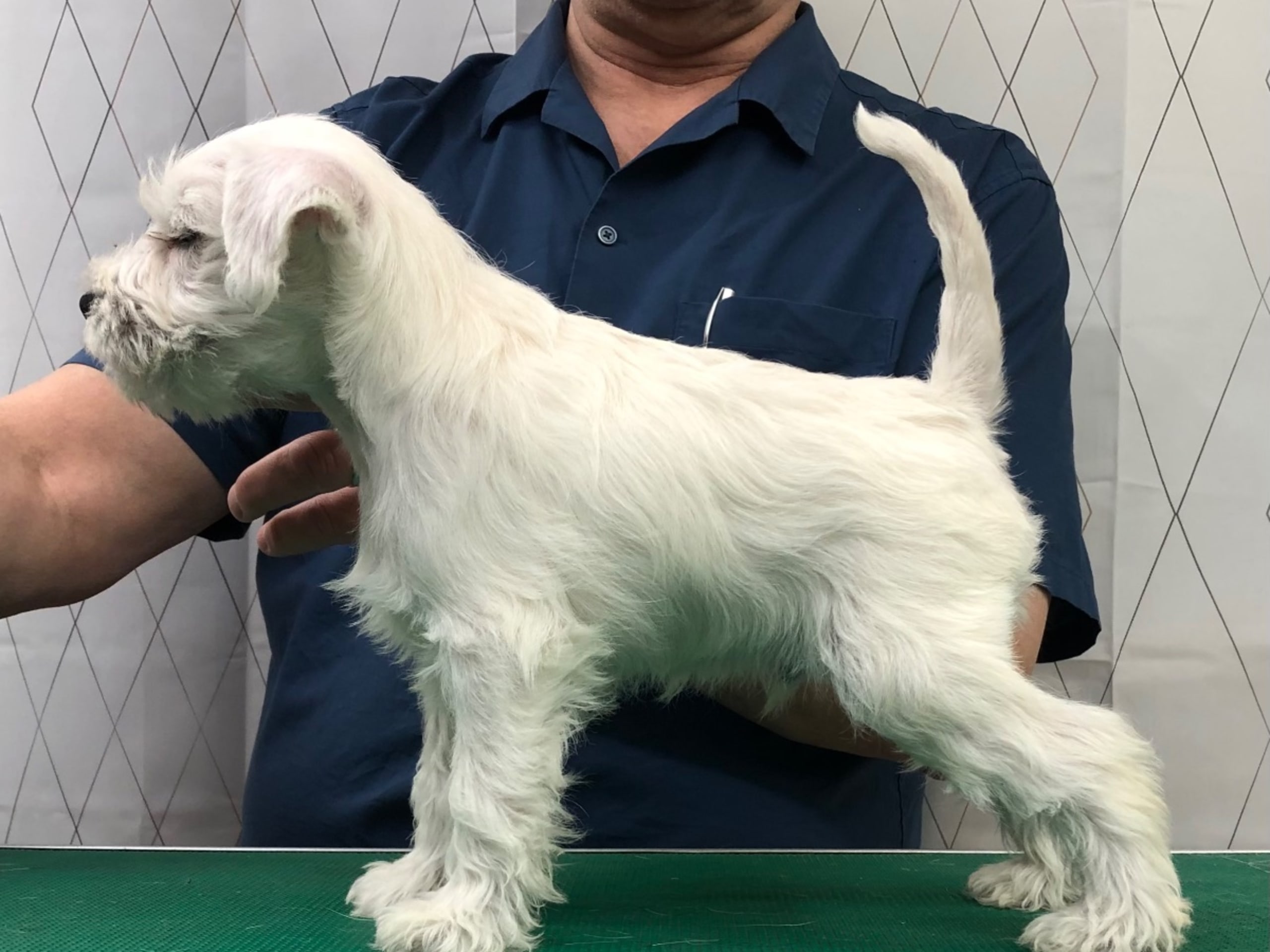 Puppy: THENEICAN'S LEEDS
