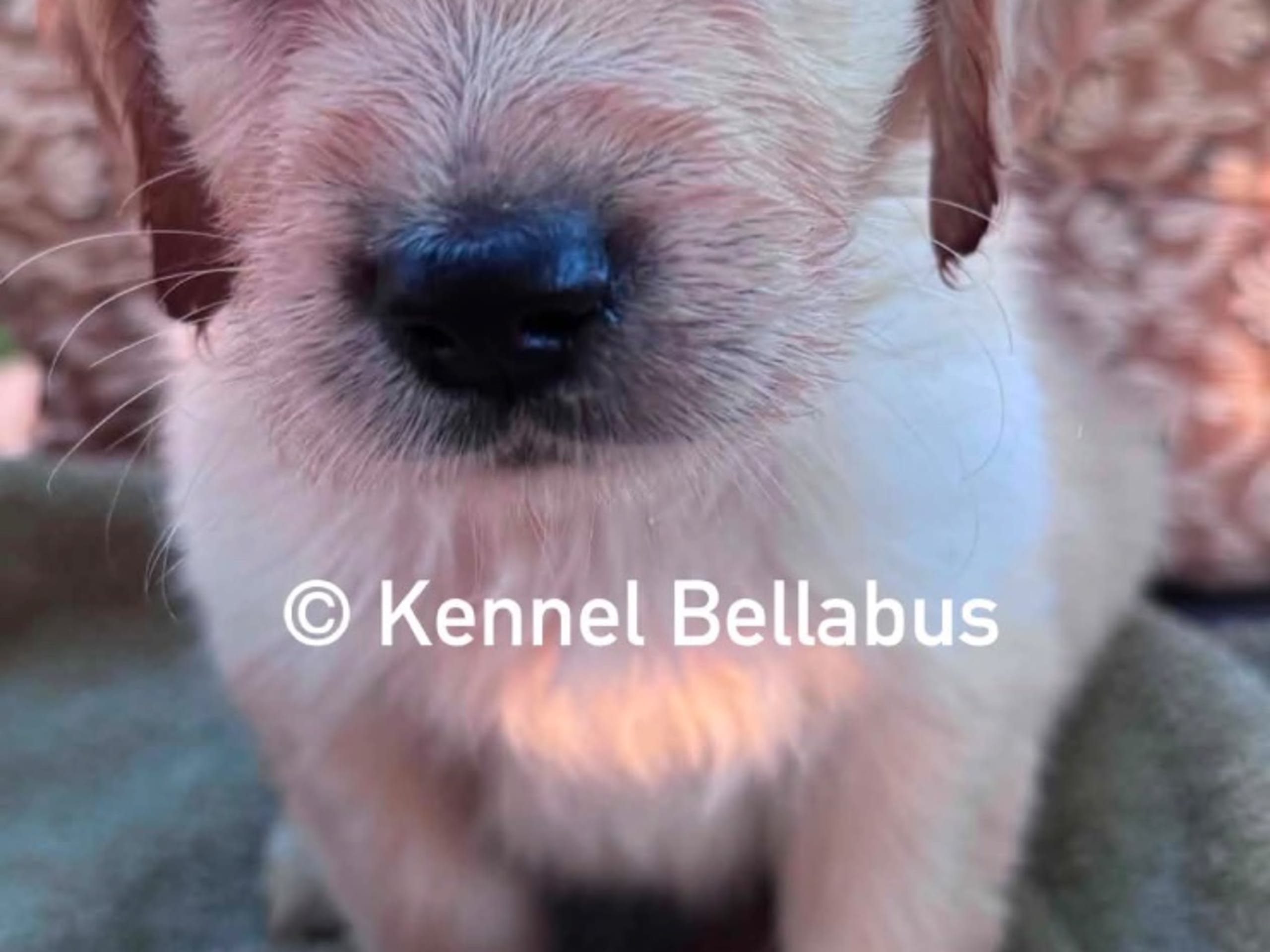 valp: BELLABUS PRINCE CHARMING