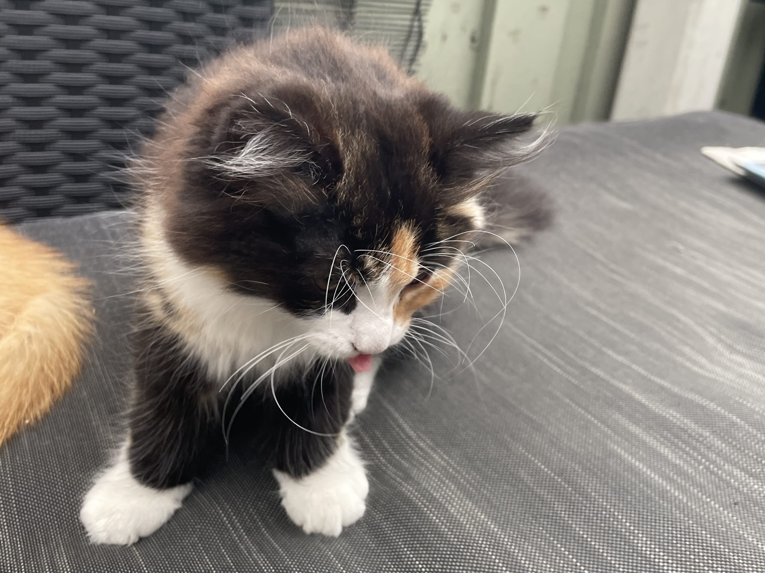 kitten: Hona 2