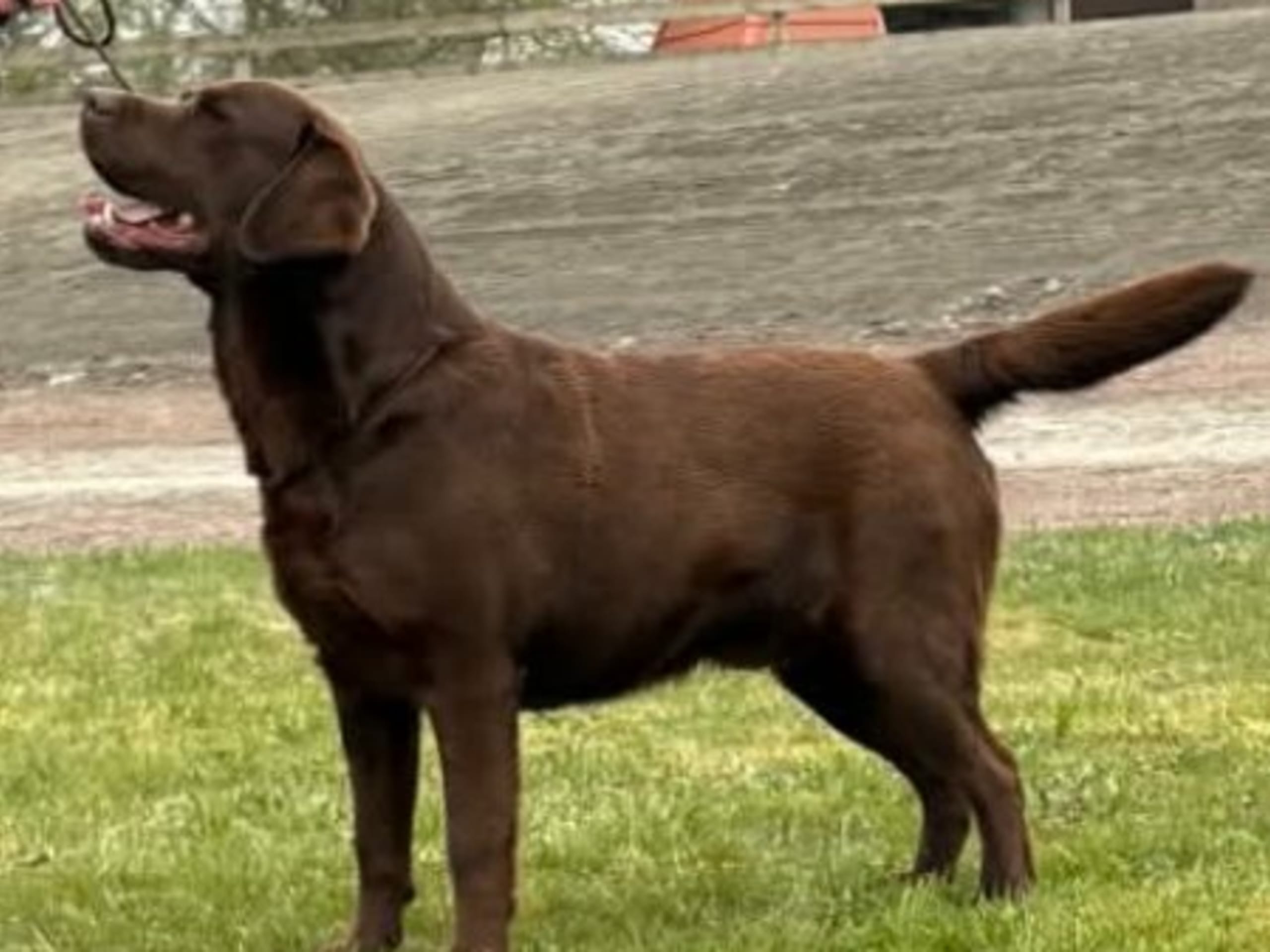 Far: DEER HUNTING LAB'S JULIUS