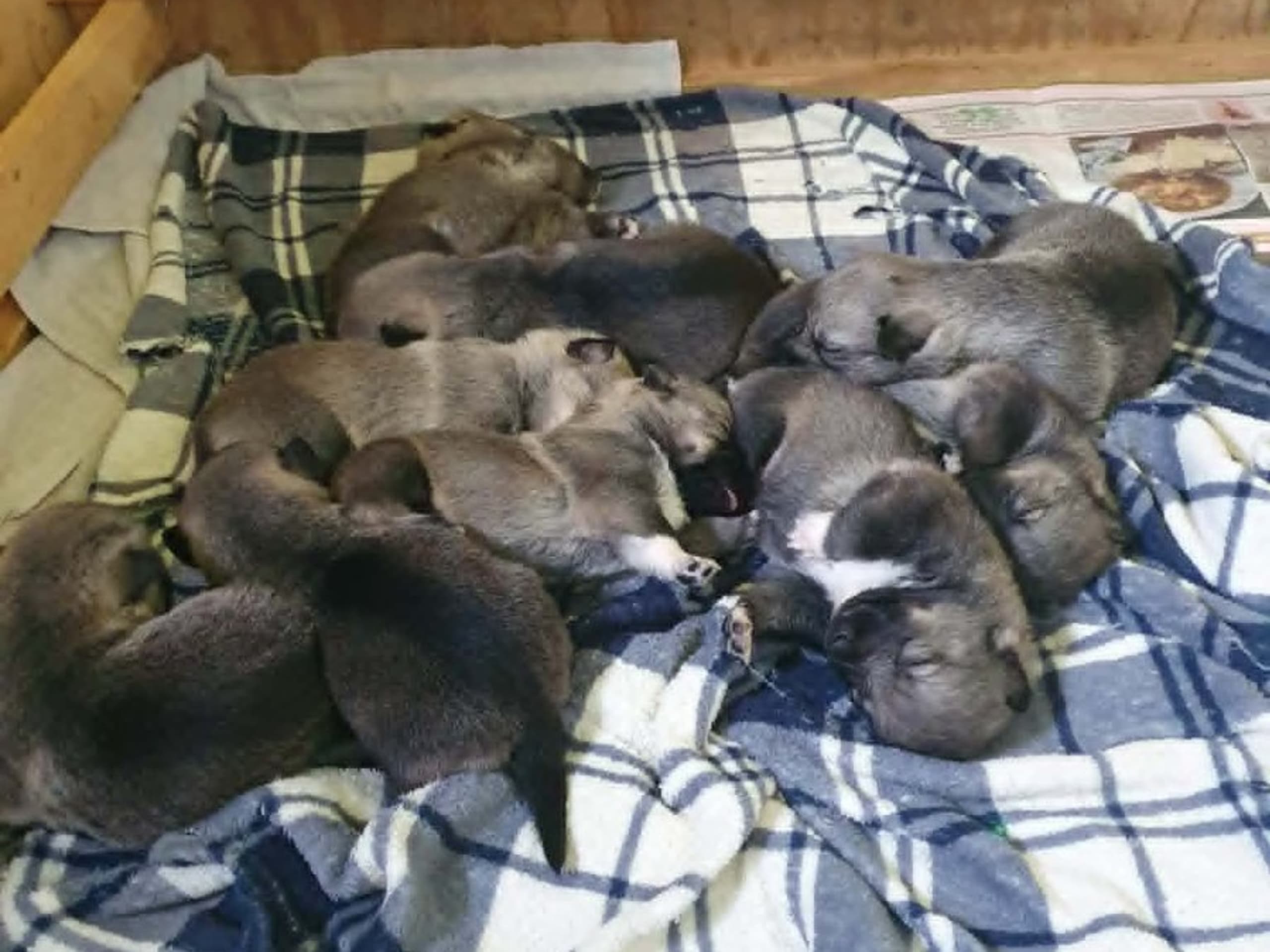 Puppy: KRABBAGÅRDENS JADE JORDNÄRA
