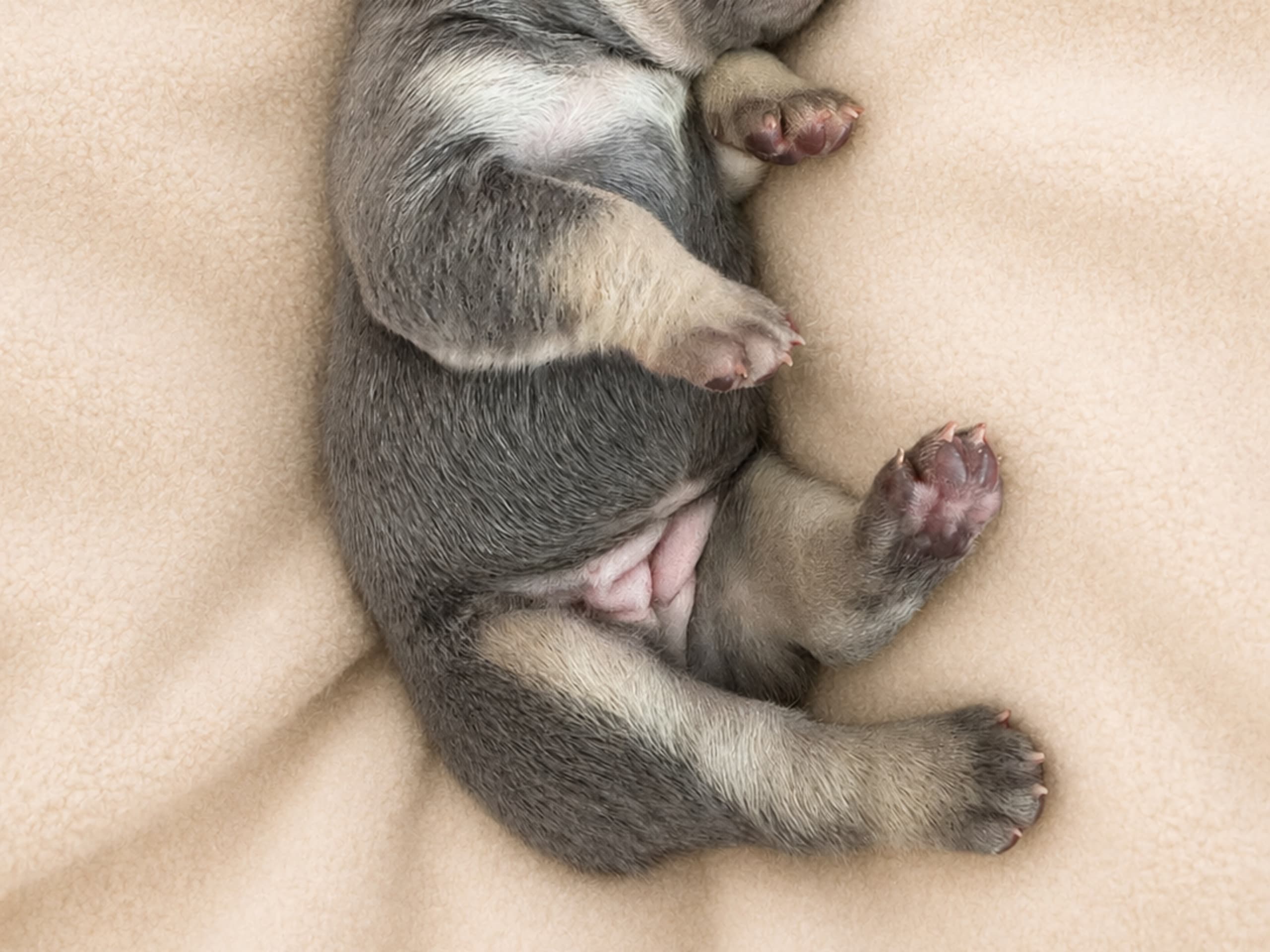 Puppy: Tik 1