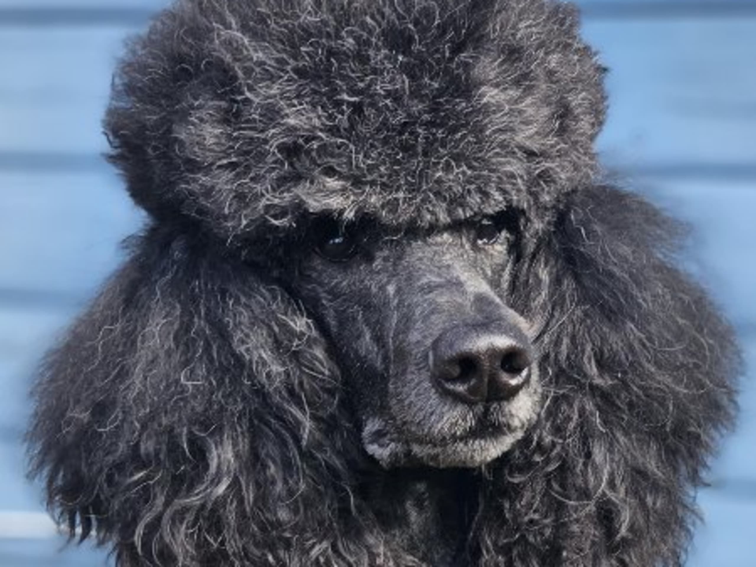Father: CANIS LINDEUS GOOD GUYS WEAR BLACK