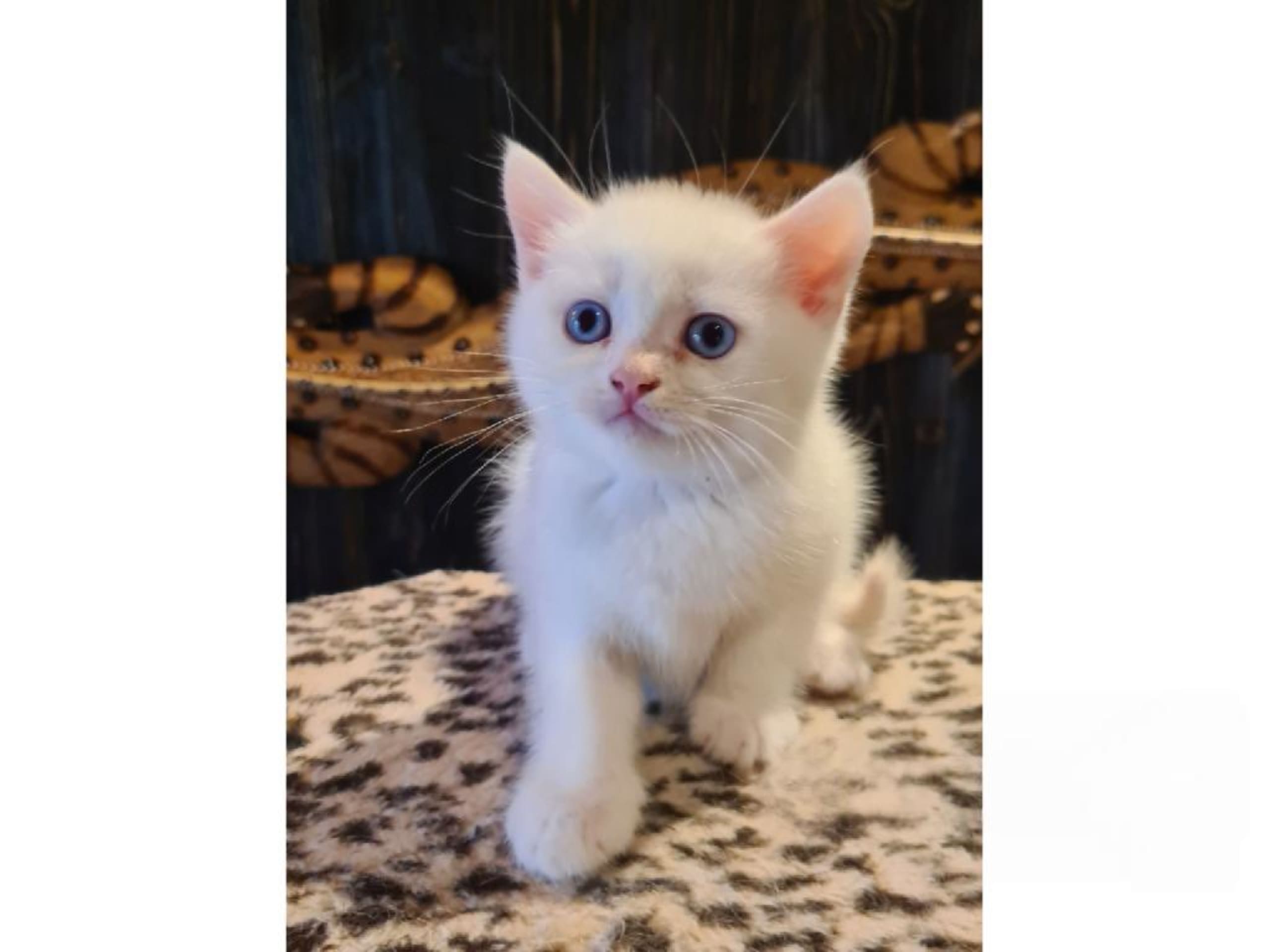 kitten: Cosmo