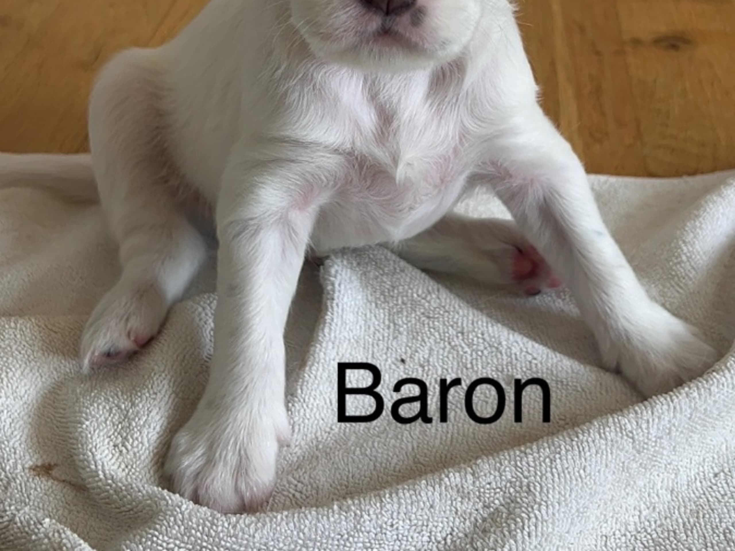 Puppy: BARON