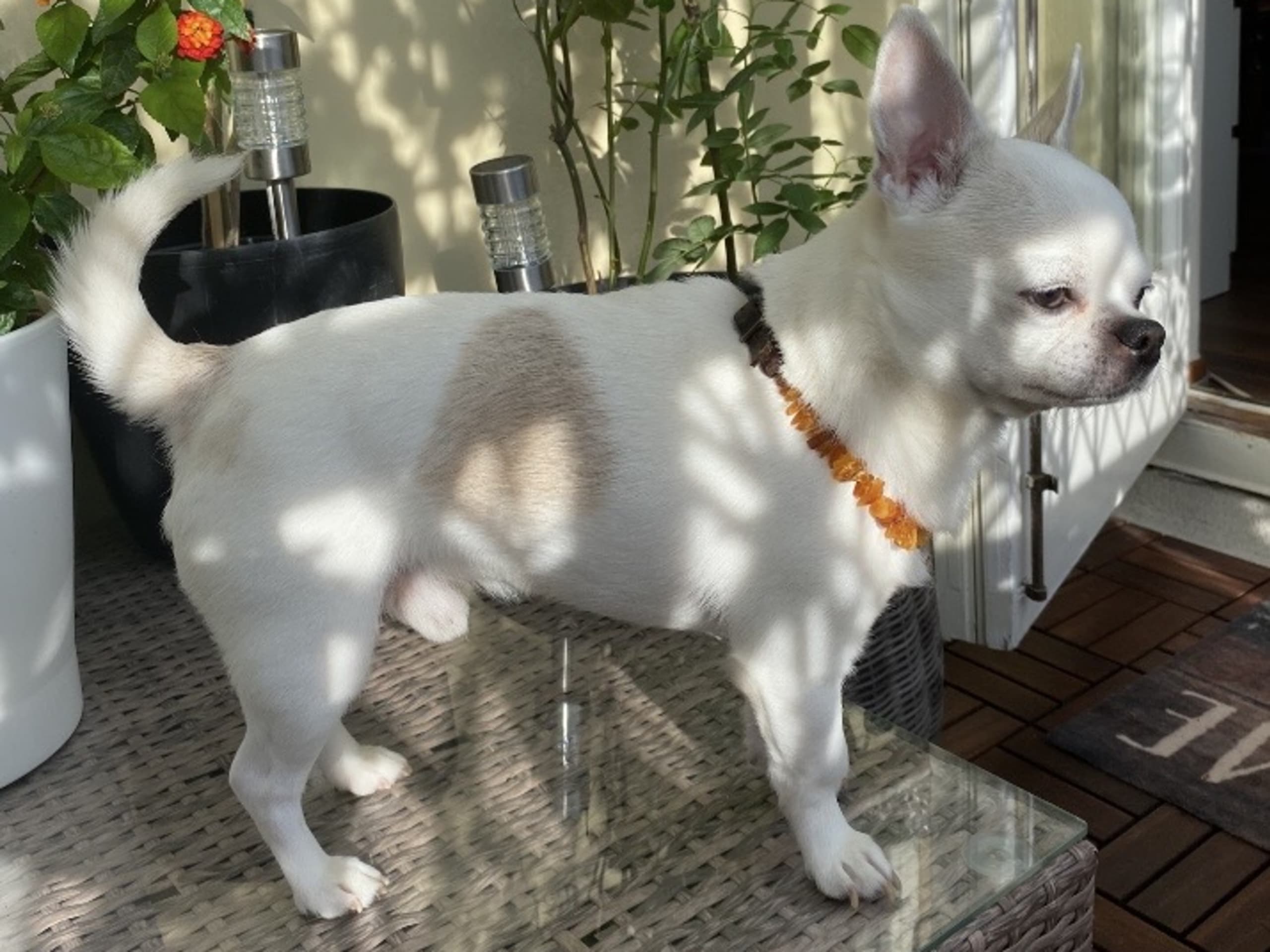 Boni