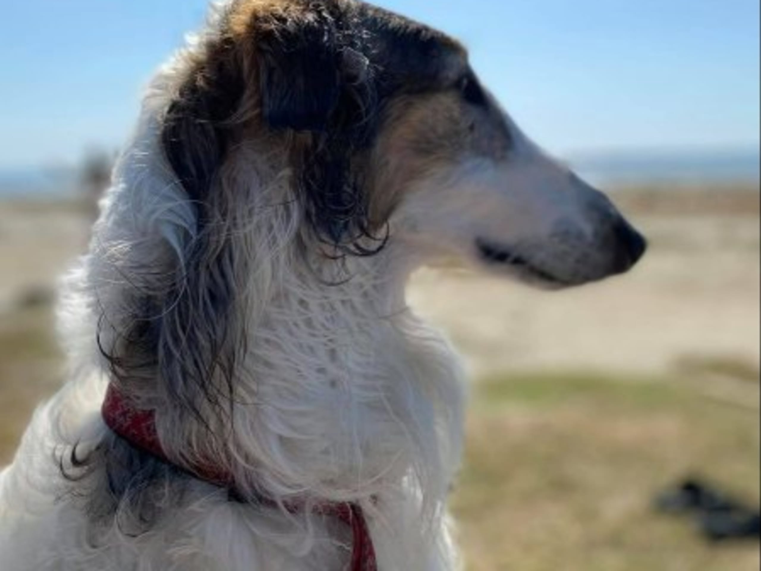 Mother: BRAVEHOUNDS GALADRIEL