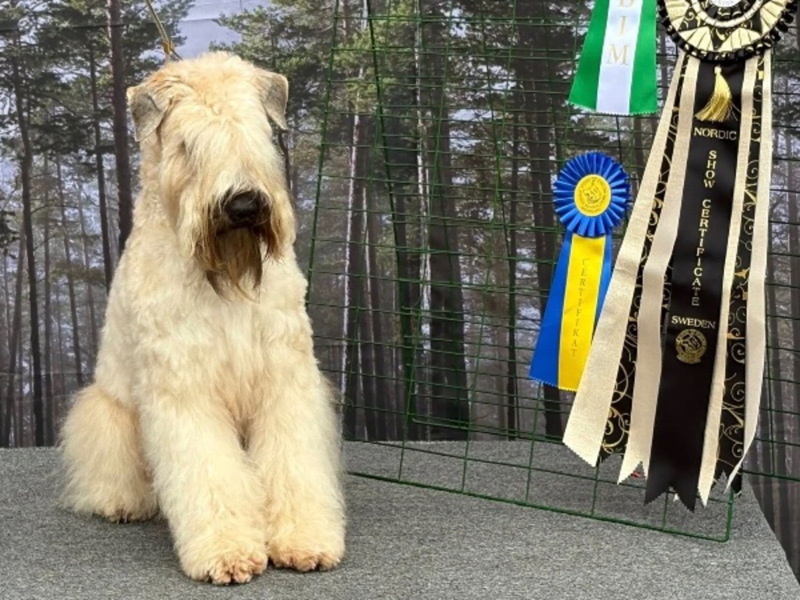 Dog: CAMERON HIGH WIRED