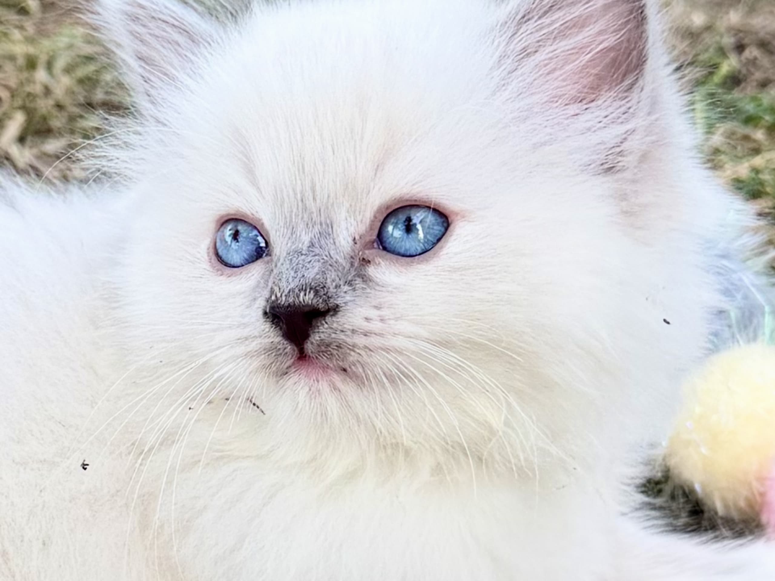 kitten: SE*Anderwels Frosty Silver Bell