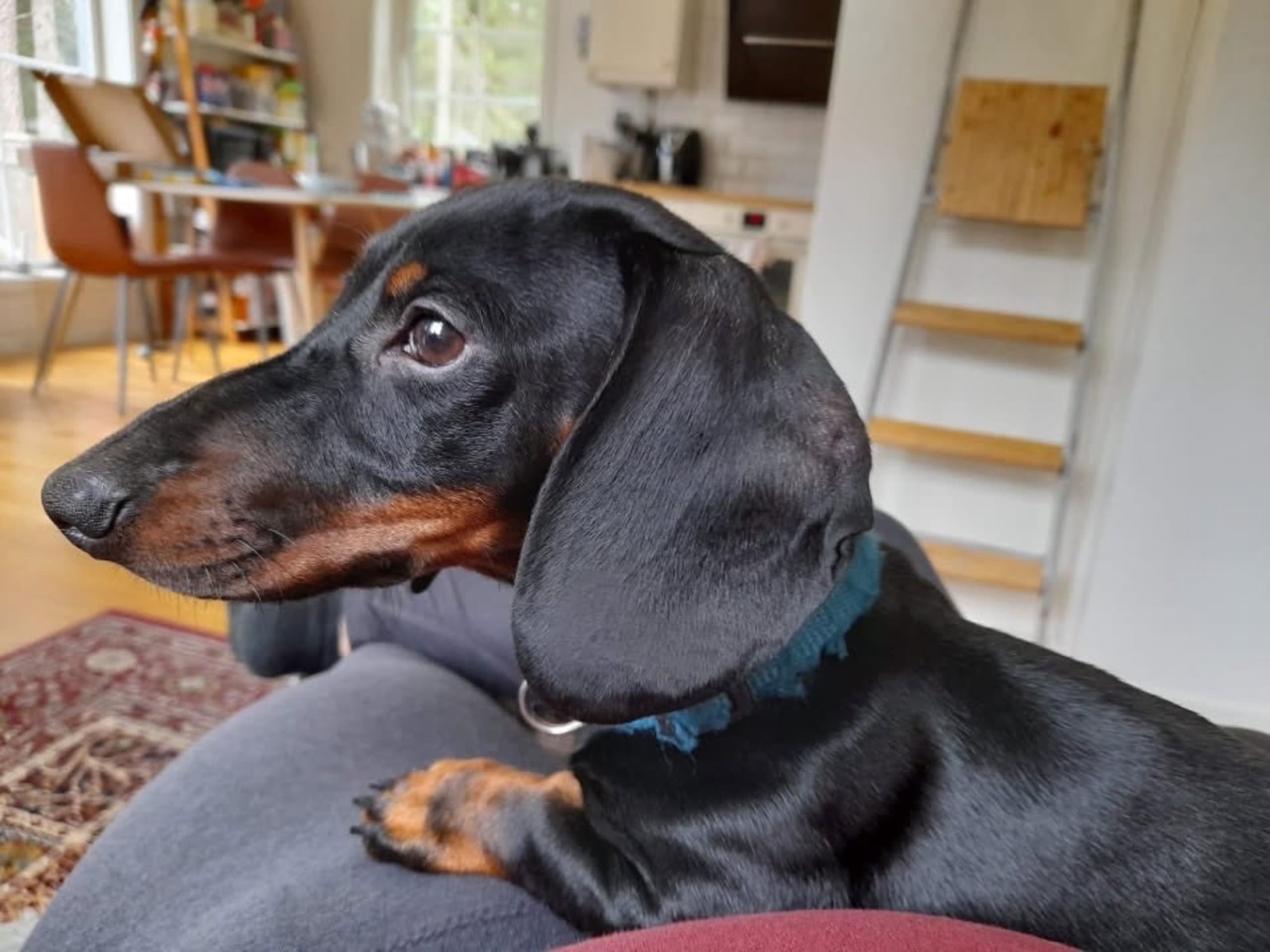 Elsa