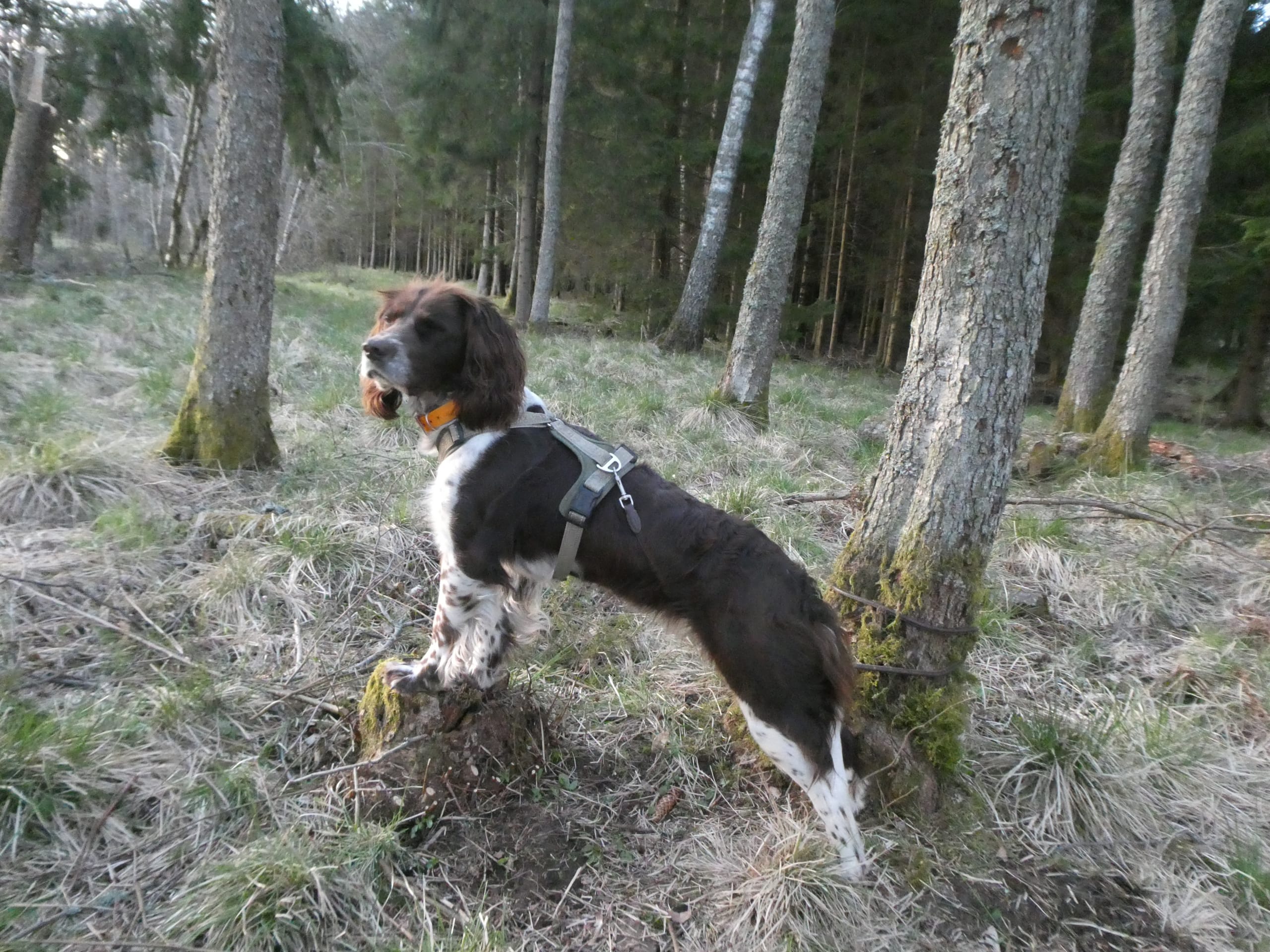 Hökebackens Agnes (Molly)