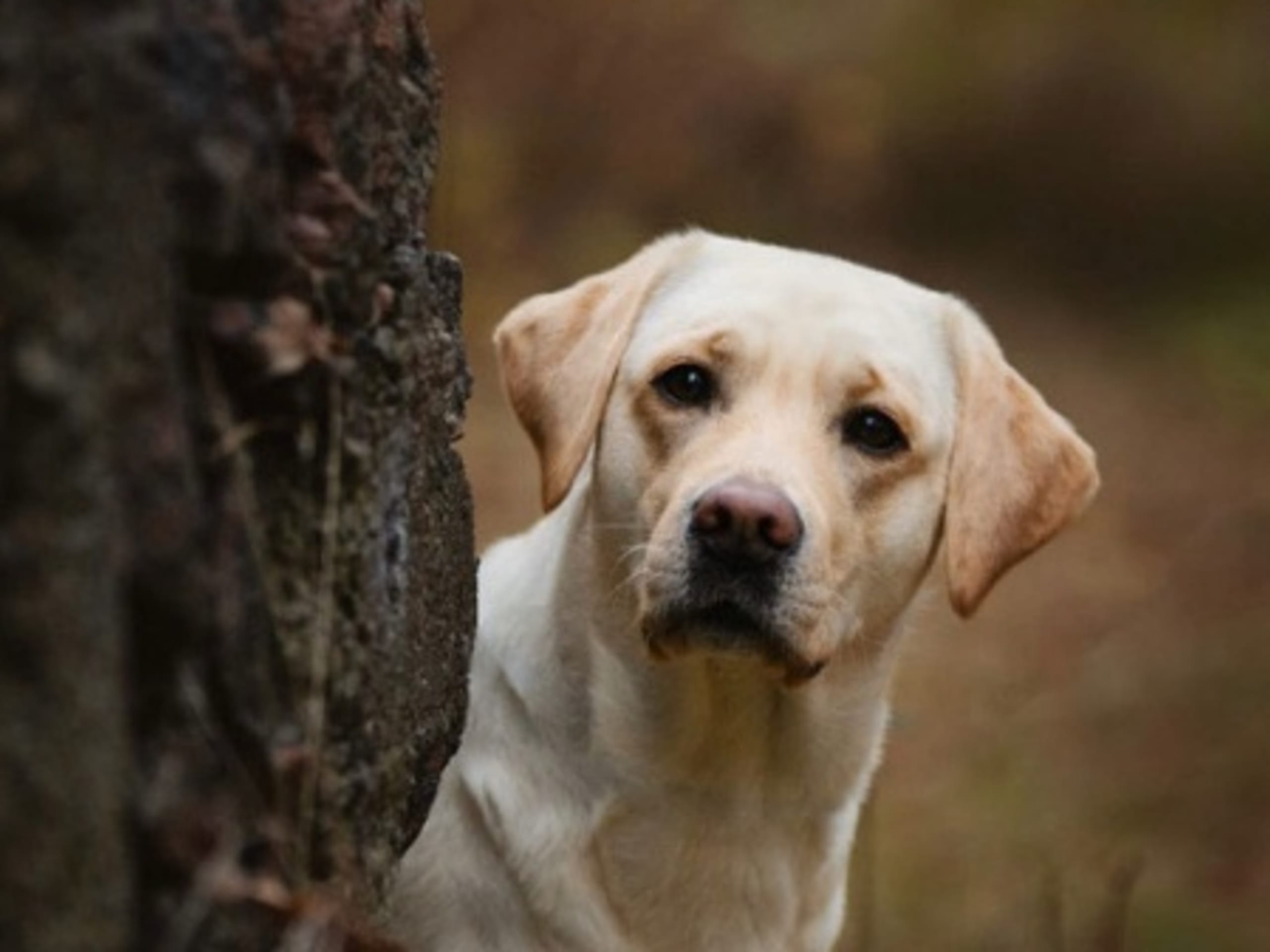 Mamma: FABULOUS.LAB. GONE BABY GONE