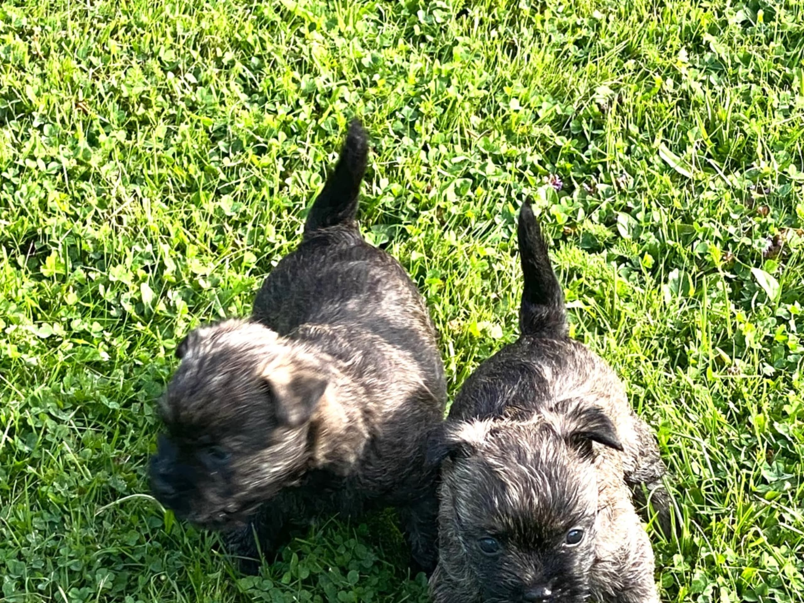Puppy: ZENITH'S FLYING COLORS OF ROCCO JR