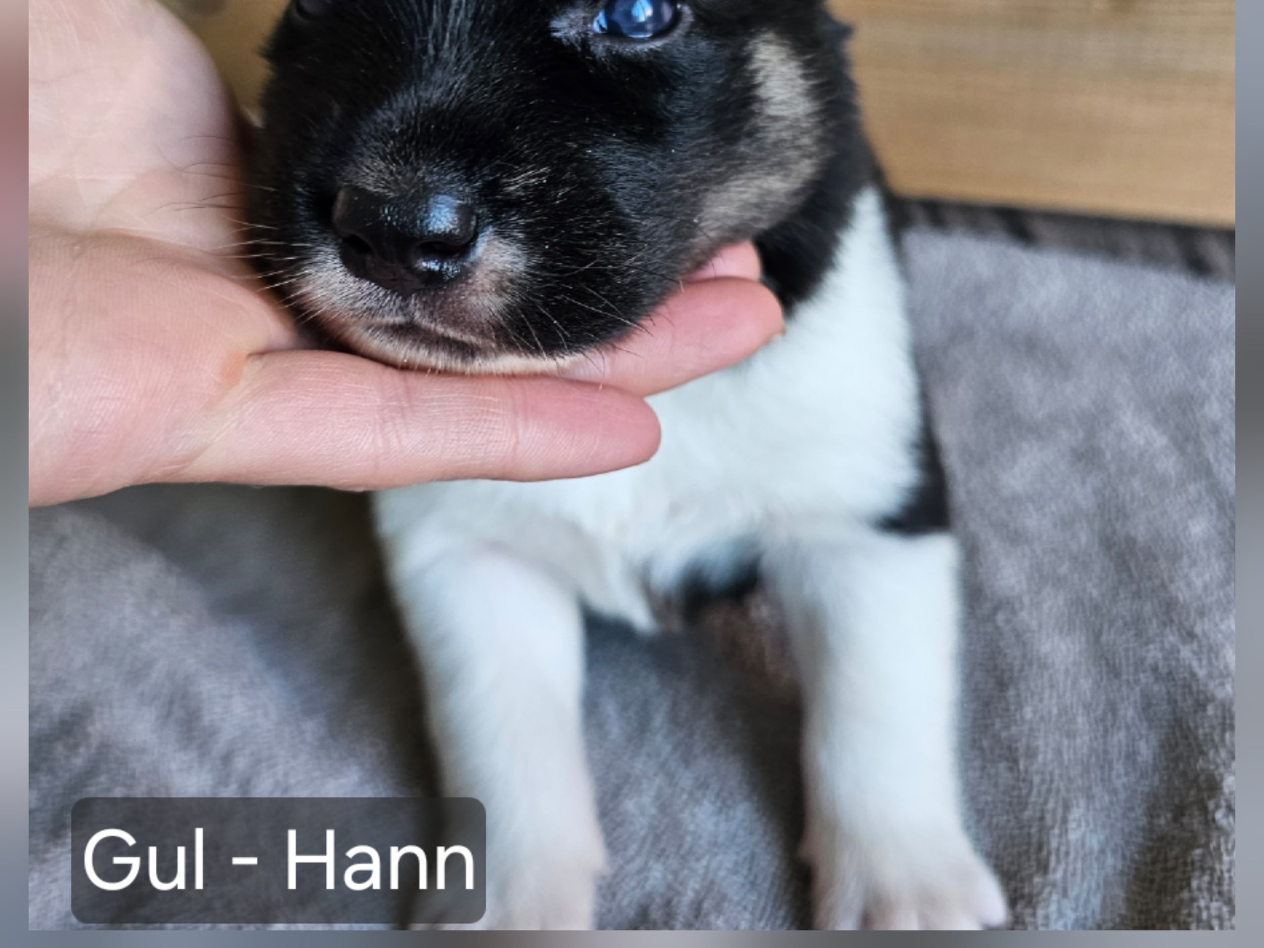 valp: Gul hannhund